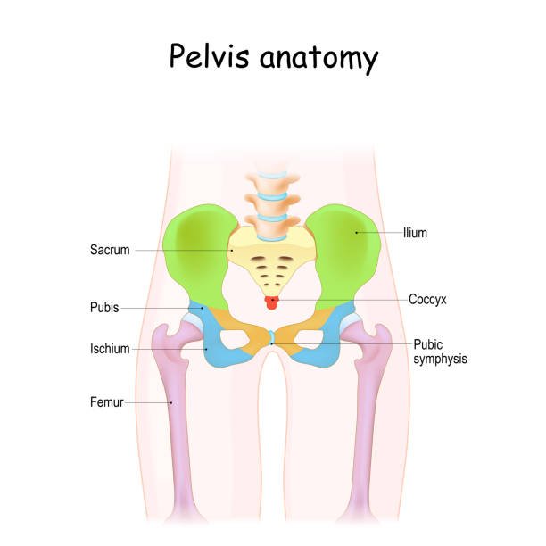 Picture of pelvic anatomy