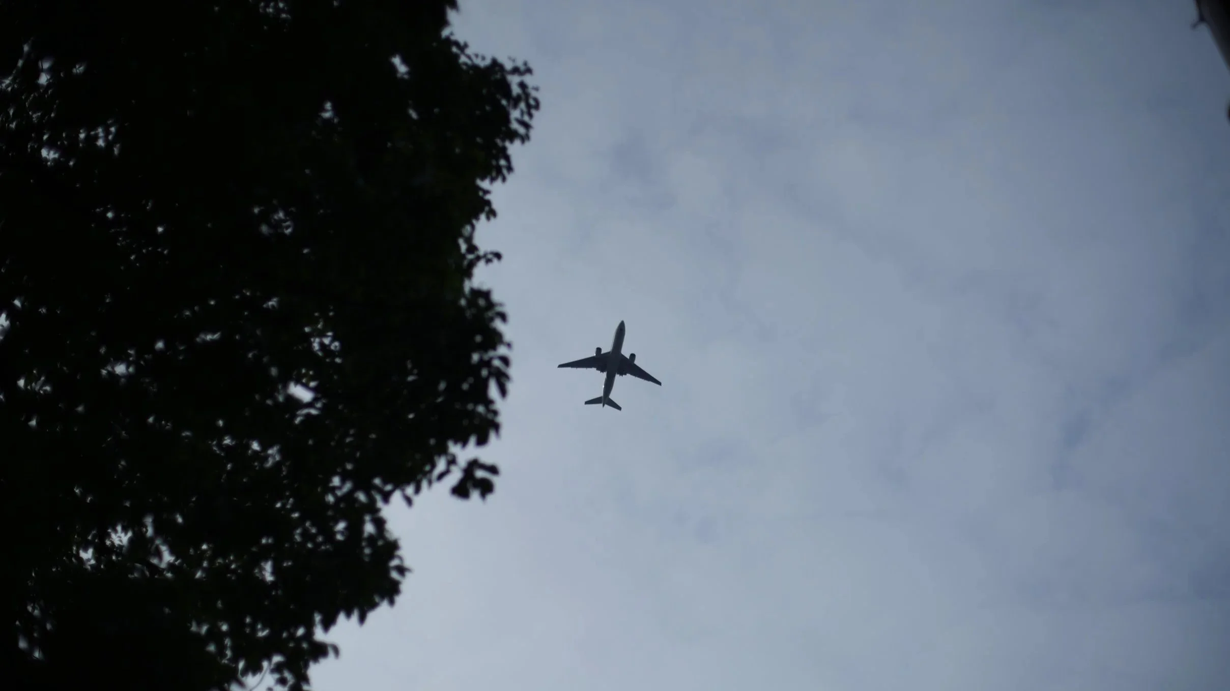 An airplane flying in the sky with tree branches in the foreground.
