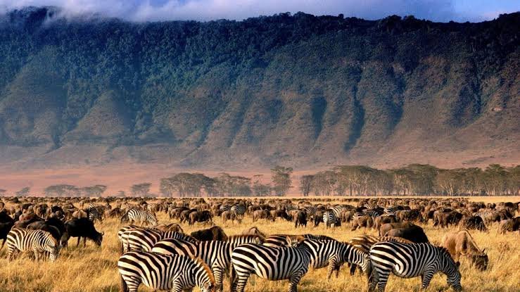 A large herd of zebras grazing in a grassy plain with a mountain range in the background. Ngorongoro Crater