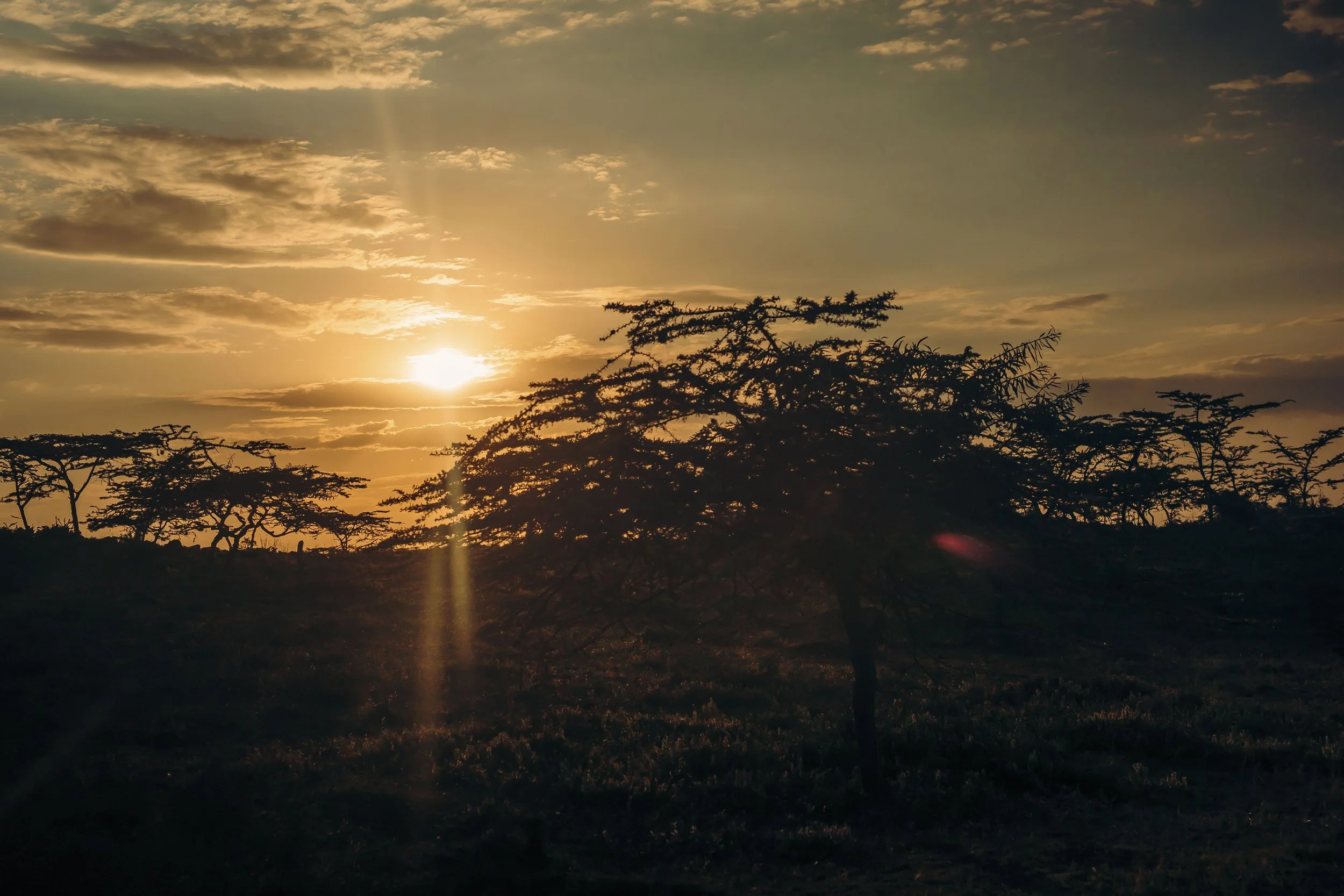 Sunset over a landscape with scattered trees and cloudy sky, with sunlight casting a golden glow.