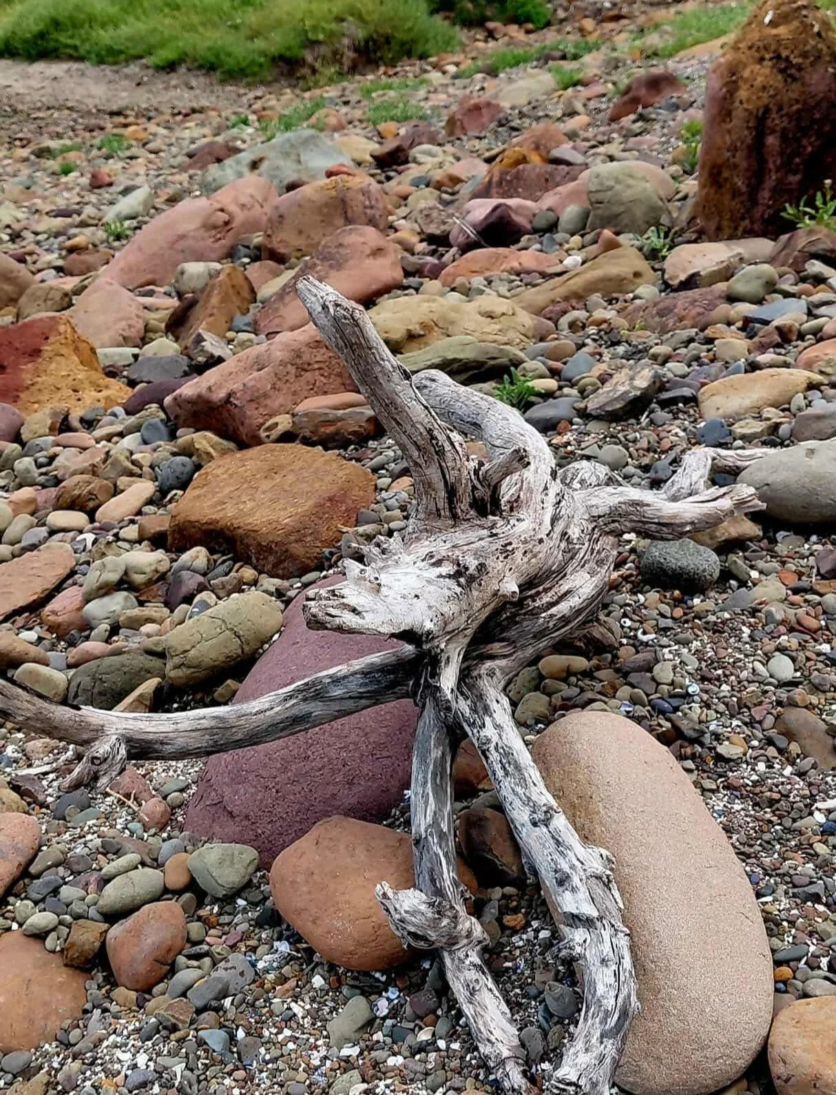 Salvaged coastal timber on Kiama beach NSW