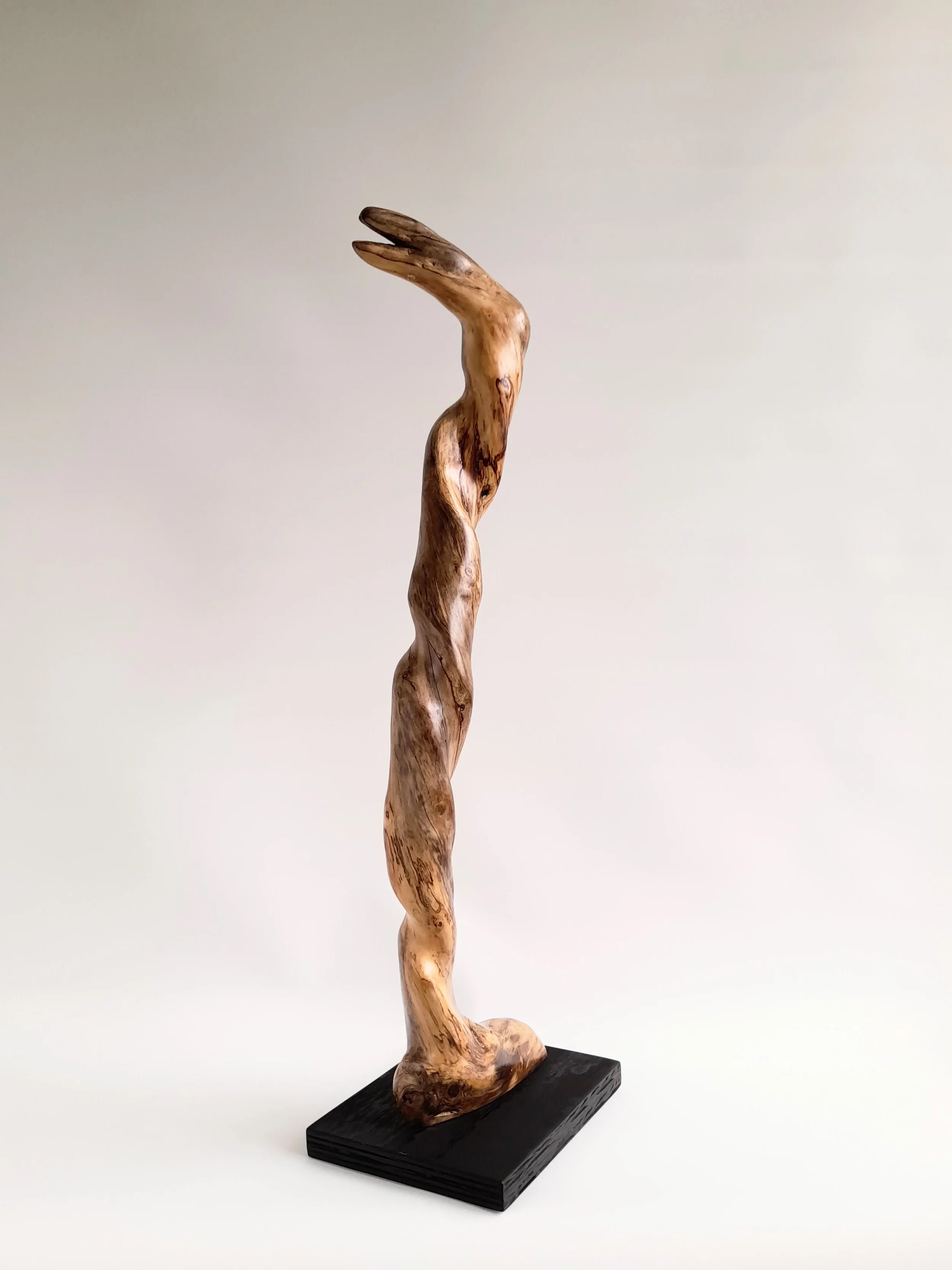 Tall twisting 77cm hand-carved Golden Sassafras wood sculpture on a black pedestal titled Coiled Grace.