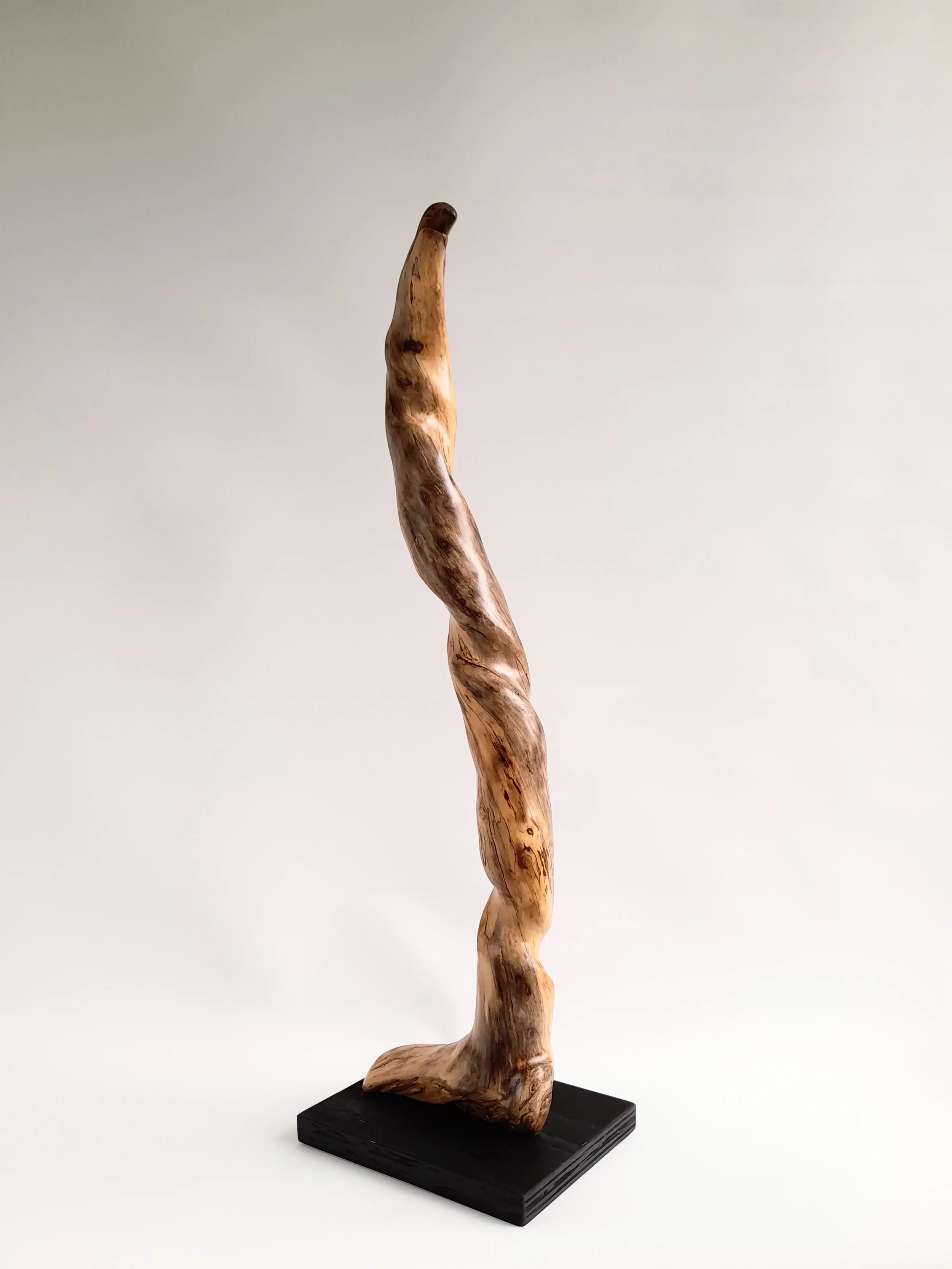 Tall twisting 77cm hand-carved Golden Sassafras wood sculpture on a black pedestal titled Coiled Grace.