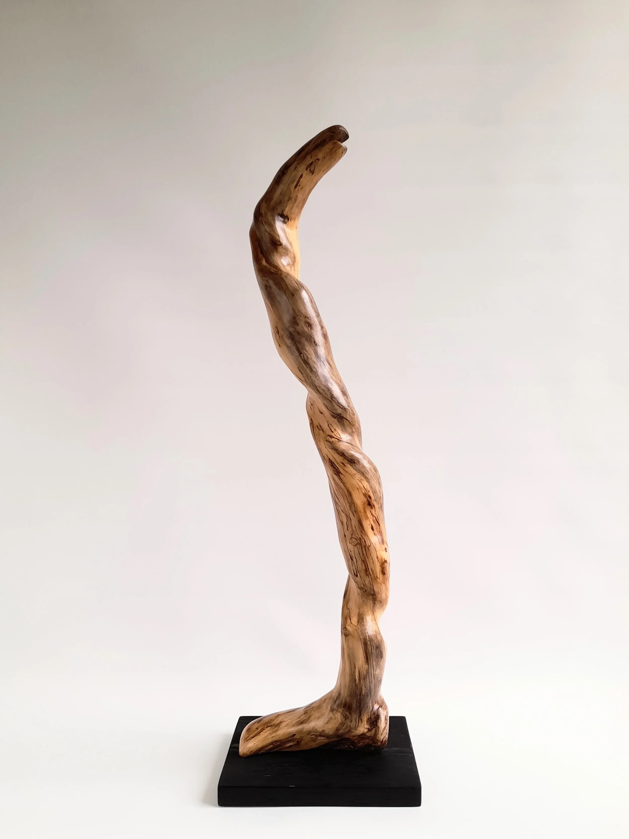 Tall twisting 77cm hand-carved Golden Sassafras wood sculpture on a black pedestal titled Coiled Grace.