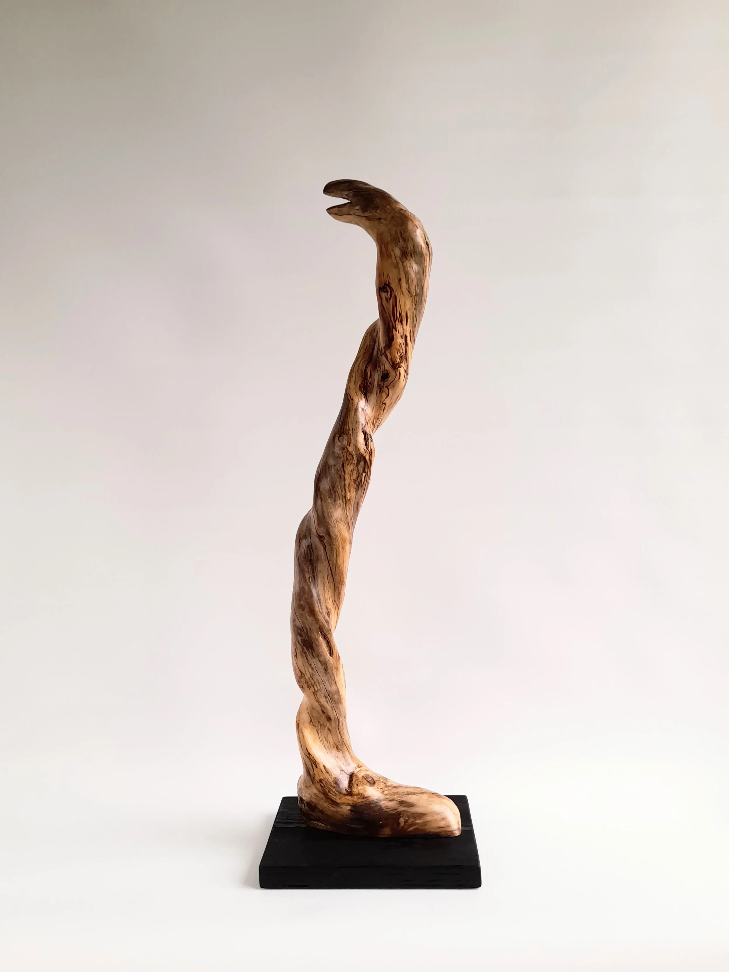 Tall twisting 77cm hand-carved Golden Sassafras wood sculpture on a black pedestal titled Coiled Grace.