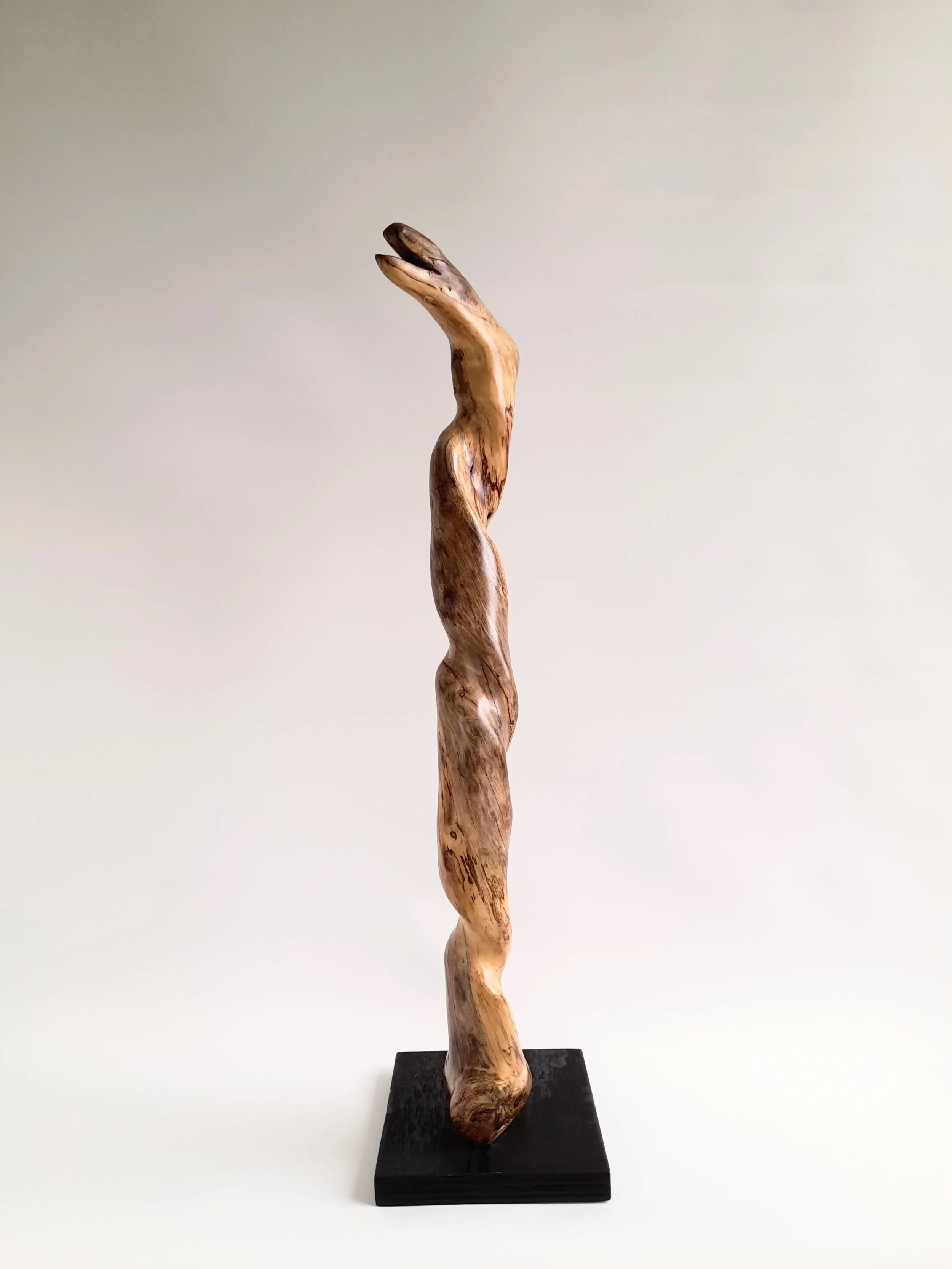 Tall twisting 77cm hand-carved Golden Sassafras wood sculpture on a black pedestal titled Coiled Grace.