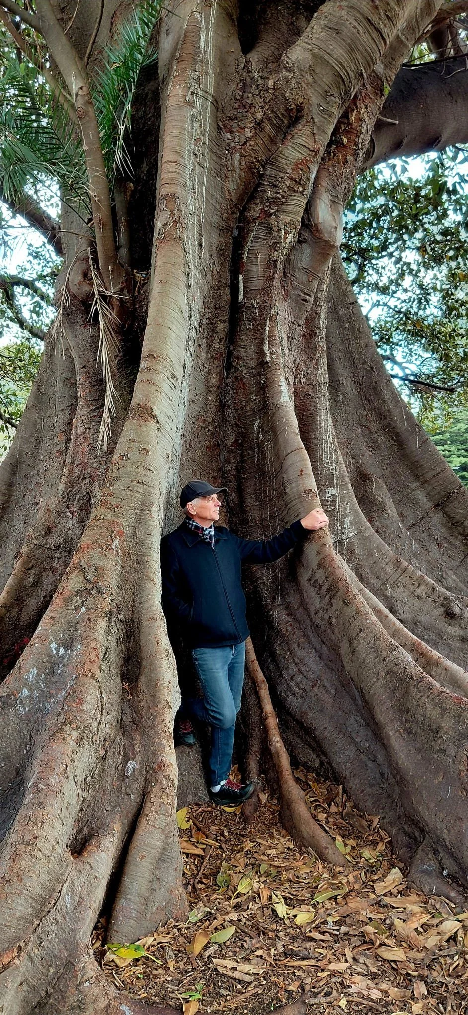 Australian sculptor Ole Jensen standing among the massive buttress roots of a Moreton Bay fig tree.