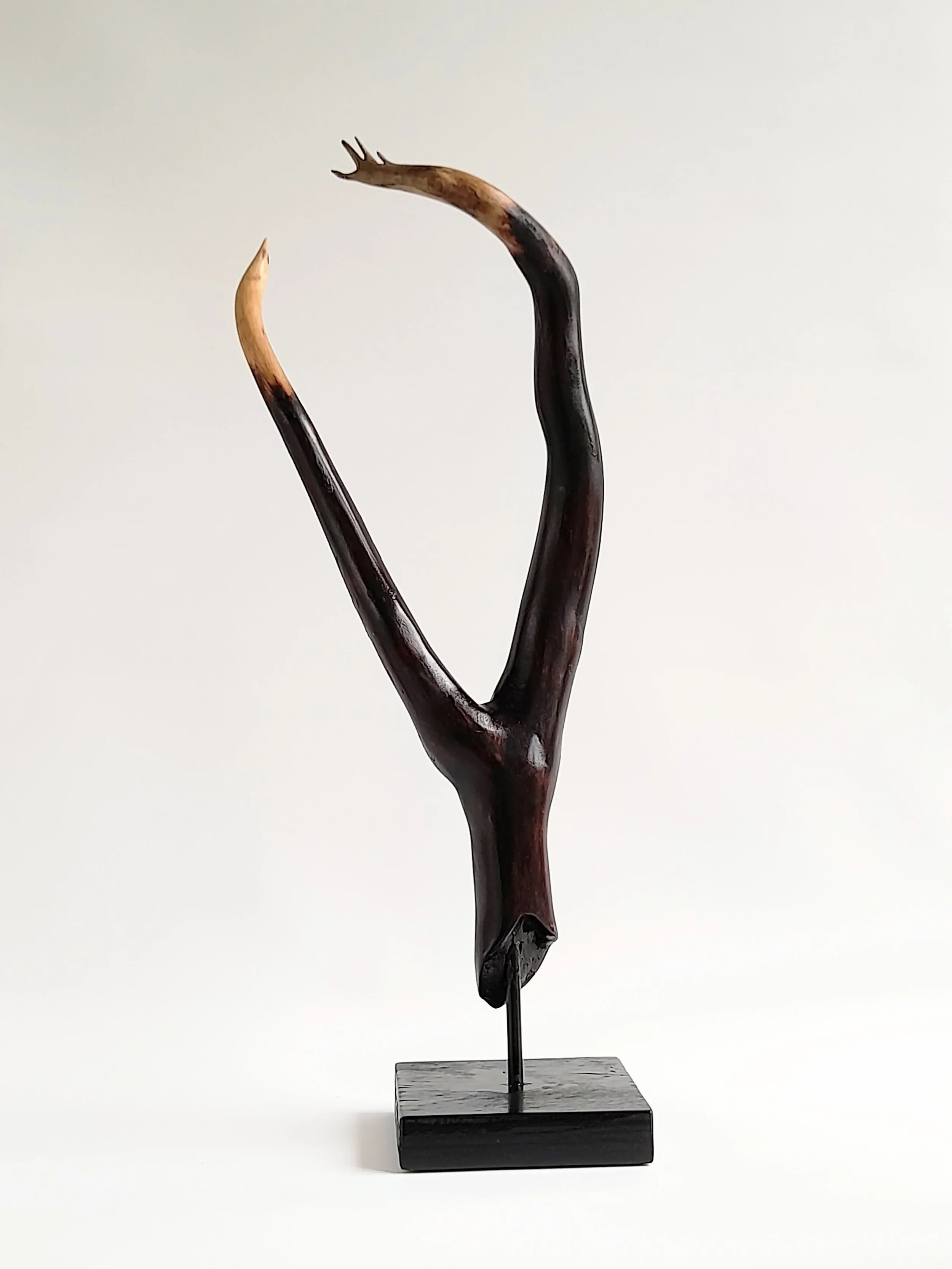 Minimalist charred Illawarra Flame Tree wood sculpture reaching upward on a black stand titled Reaching Through.