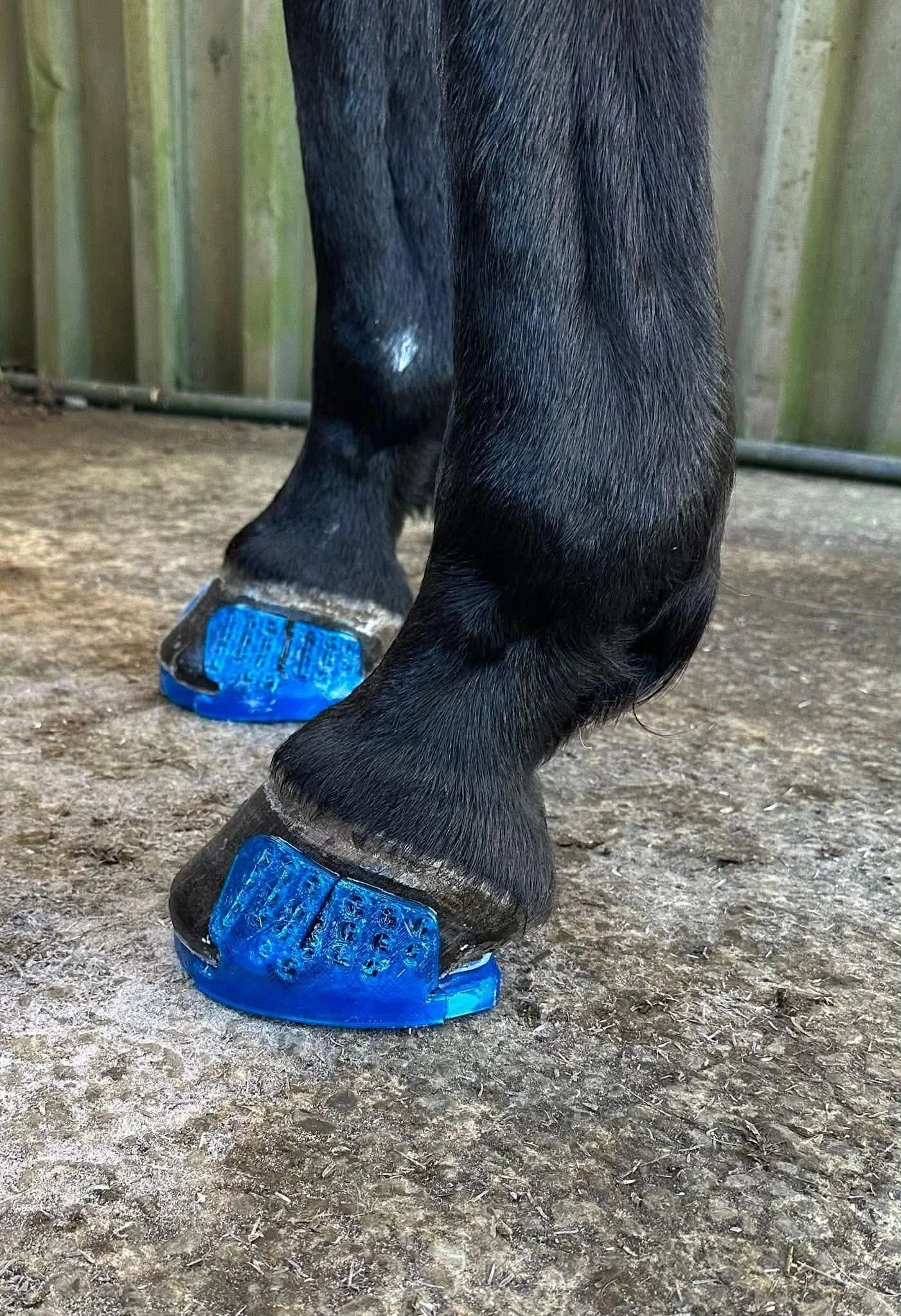Blue GG shoes with cuffs applied by Downs Equine Services