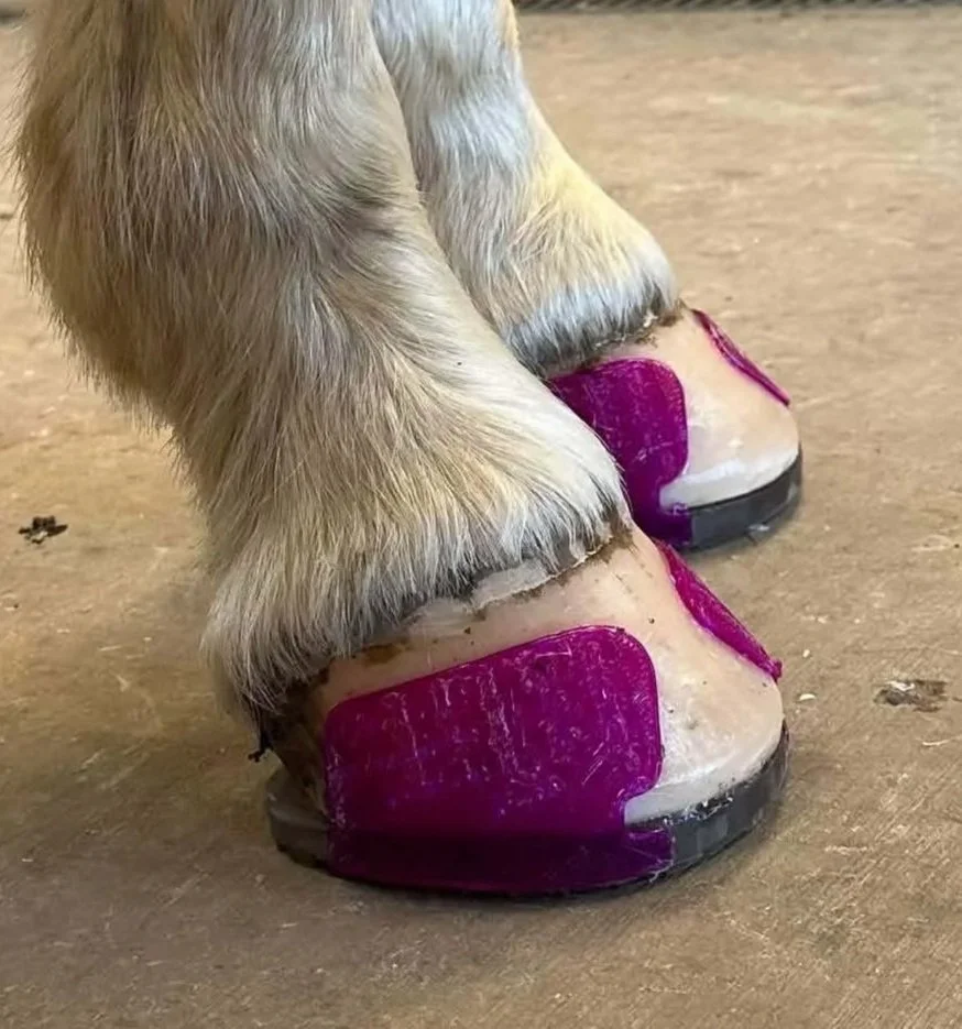 Magenta shoes and GG cuffs applied by Downs Equine Services
