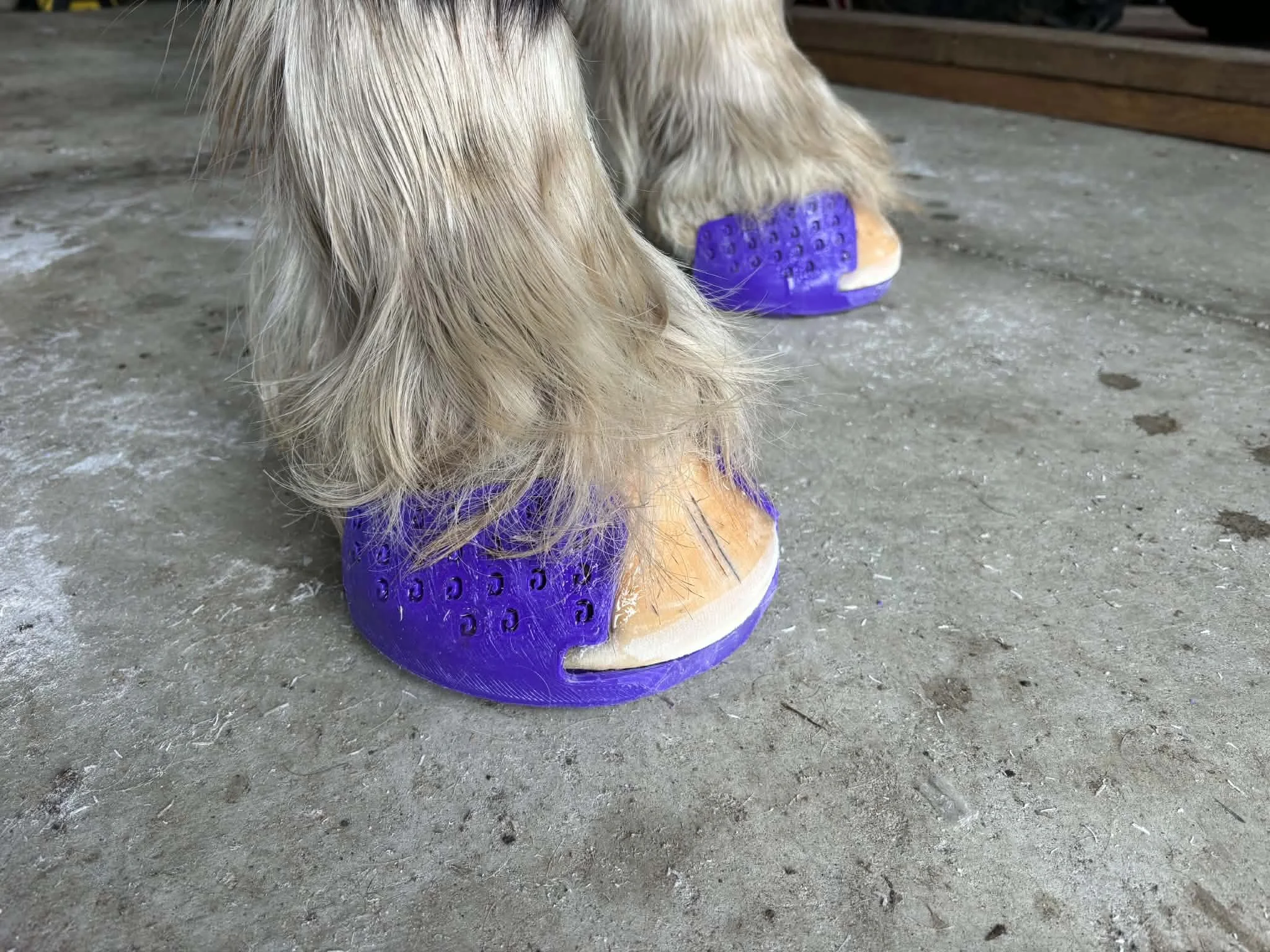 Big boy clydesdale hooves with GG front shoes on to help him with some stony ground.