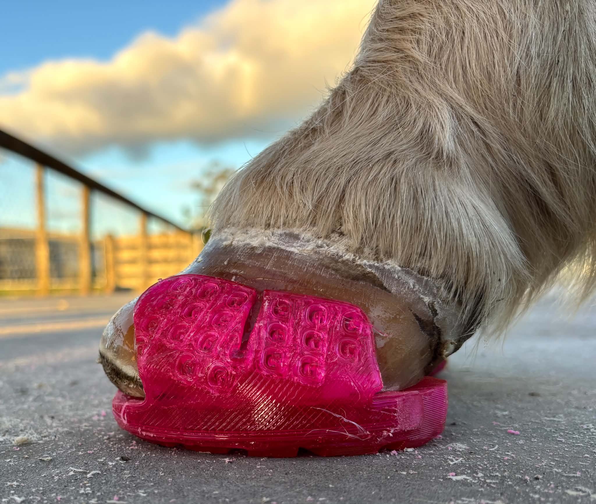 A 3 degree wedge shoe to help out this laminitic pony while she grows in some healthier angles.