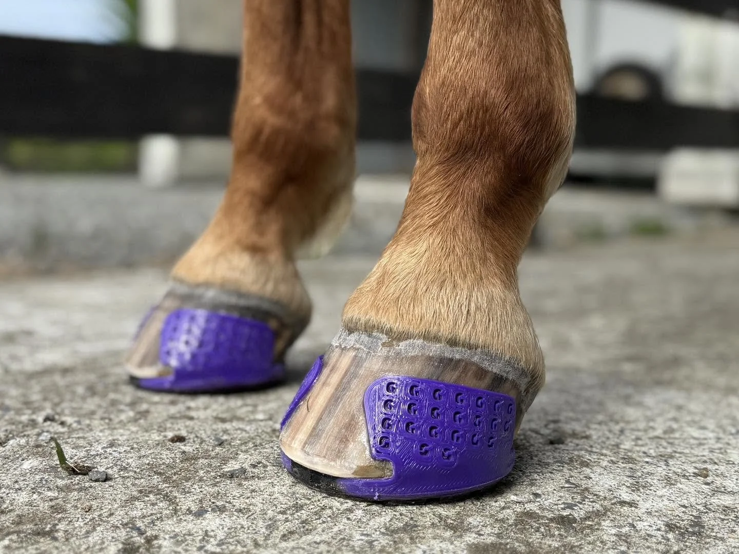 A beautiful application of purple GG cuffs and shoes by Anna Drabble Equestrian