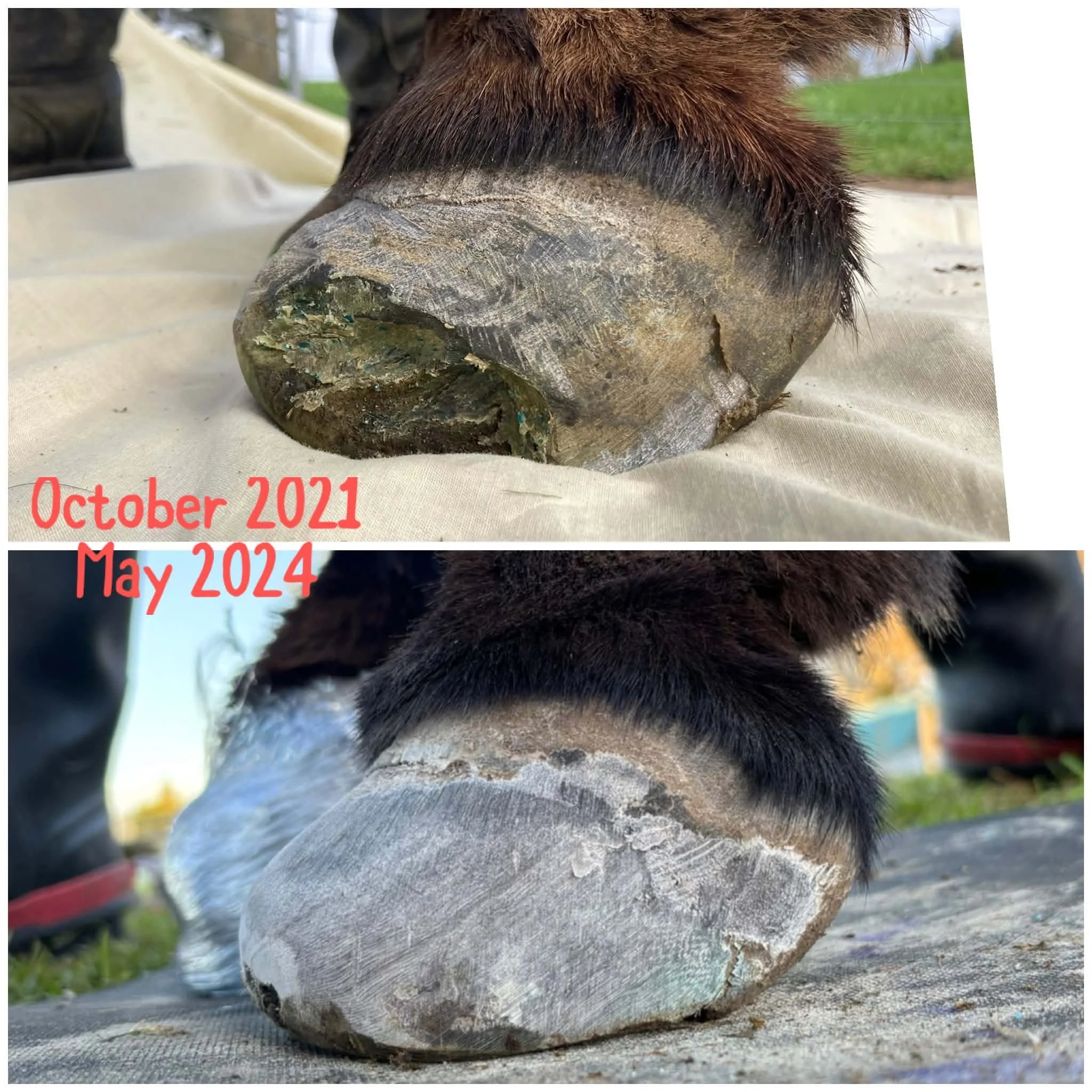 3 degree wedge GG shoes provided support and protection for this aged donkey suffering from arthritis, laminitis damage and fungal invasion.
