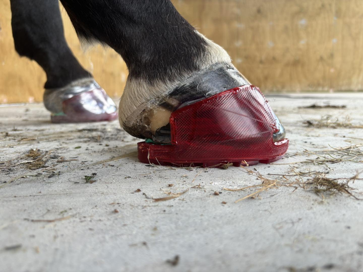 A lovely standardbred gelding needing hind hoof protection to help his posture and prevent over wearing.