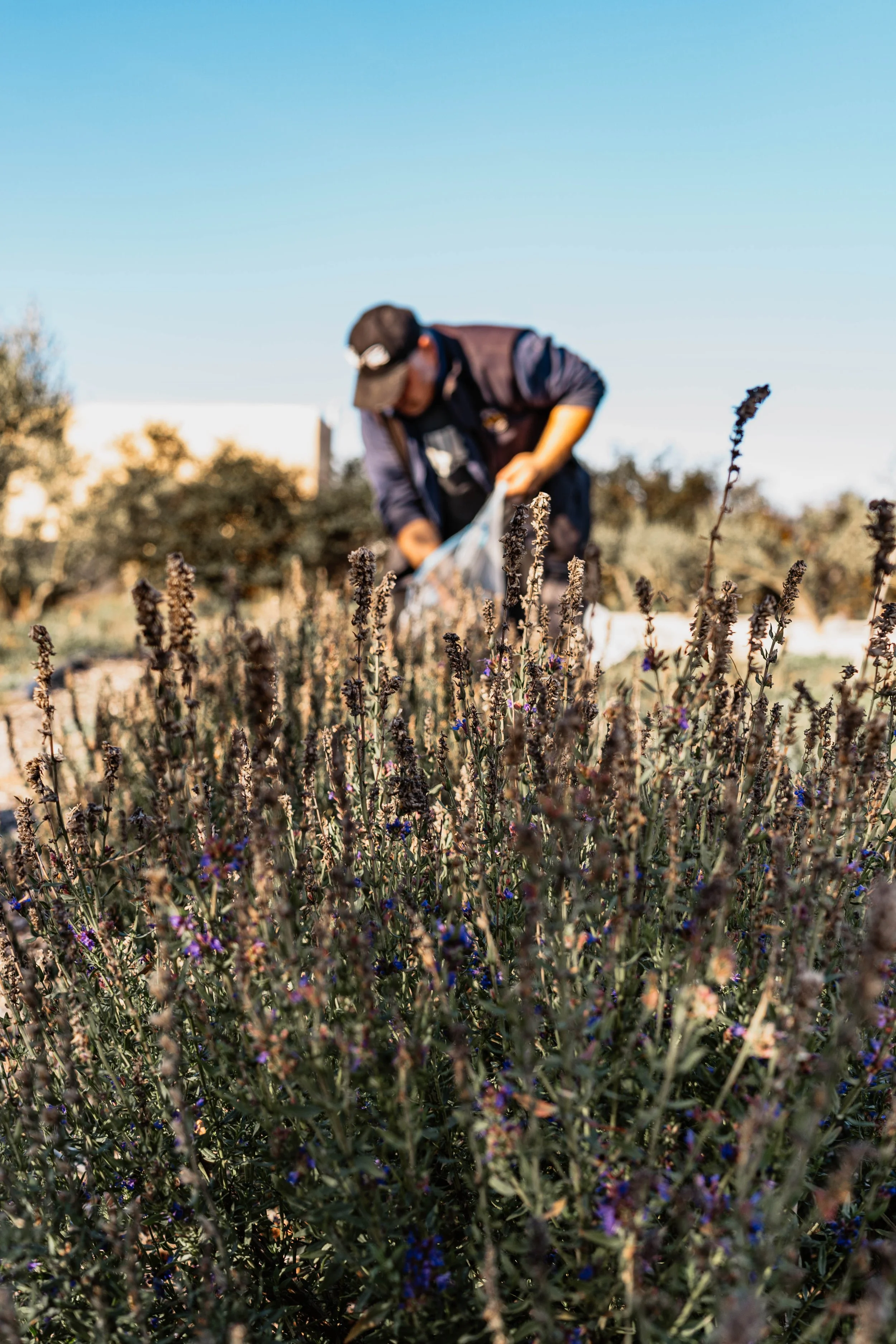 Une personne cueillant des fleurs ou des plantes dans un champ lors d'une journée ensoleillée.