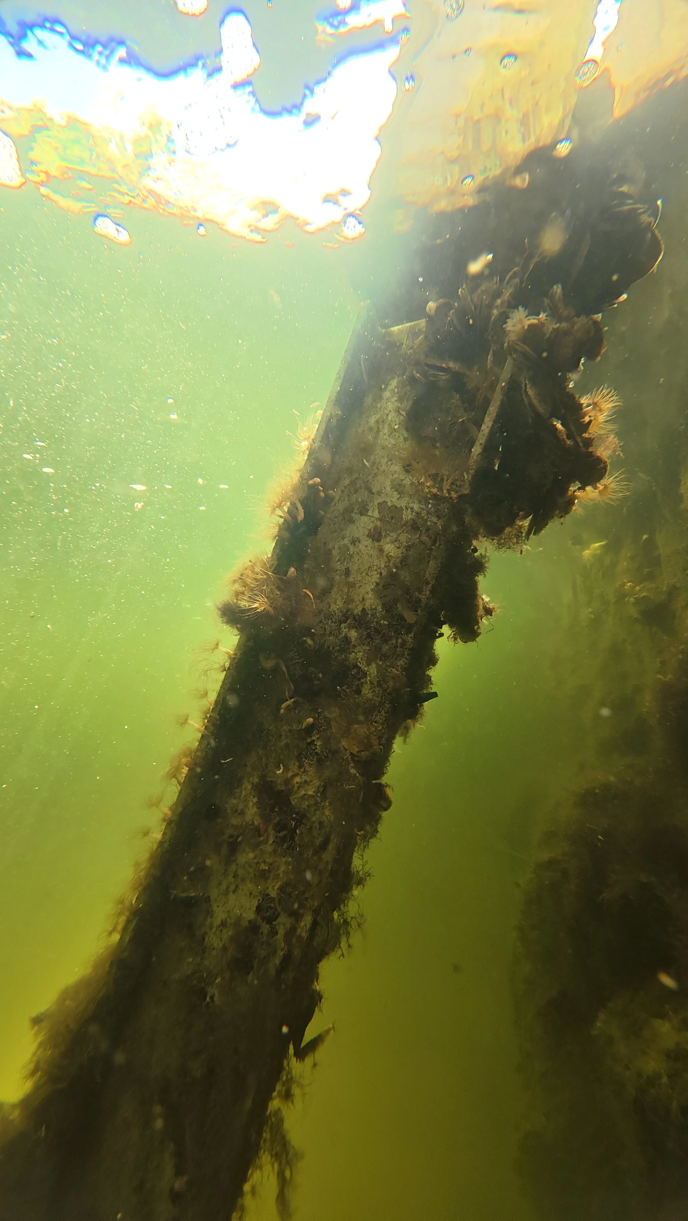 What your lift looks like underwater when growth goes unchecked. Most boat owners have never seen this.
