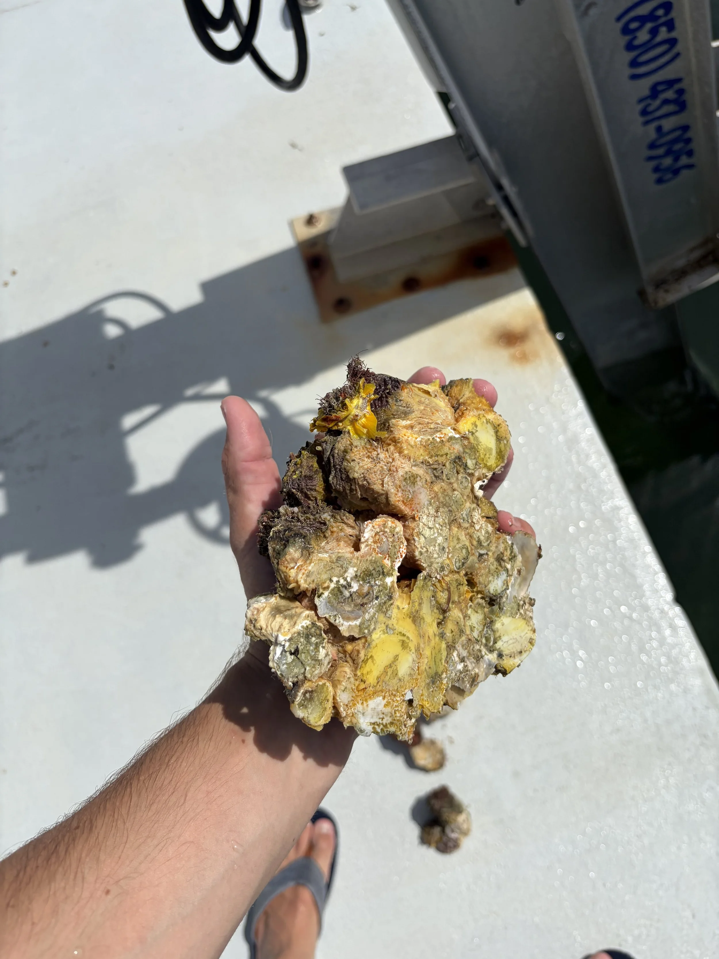 A chunk of barnacles from a heavily overgrown boat lift we cleaned up for a client.