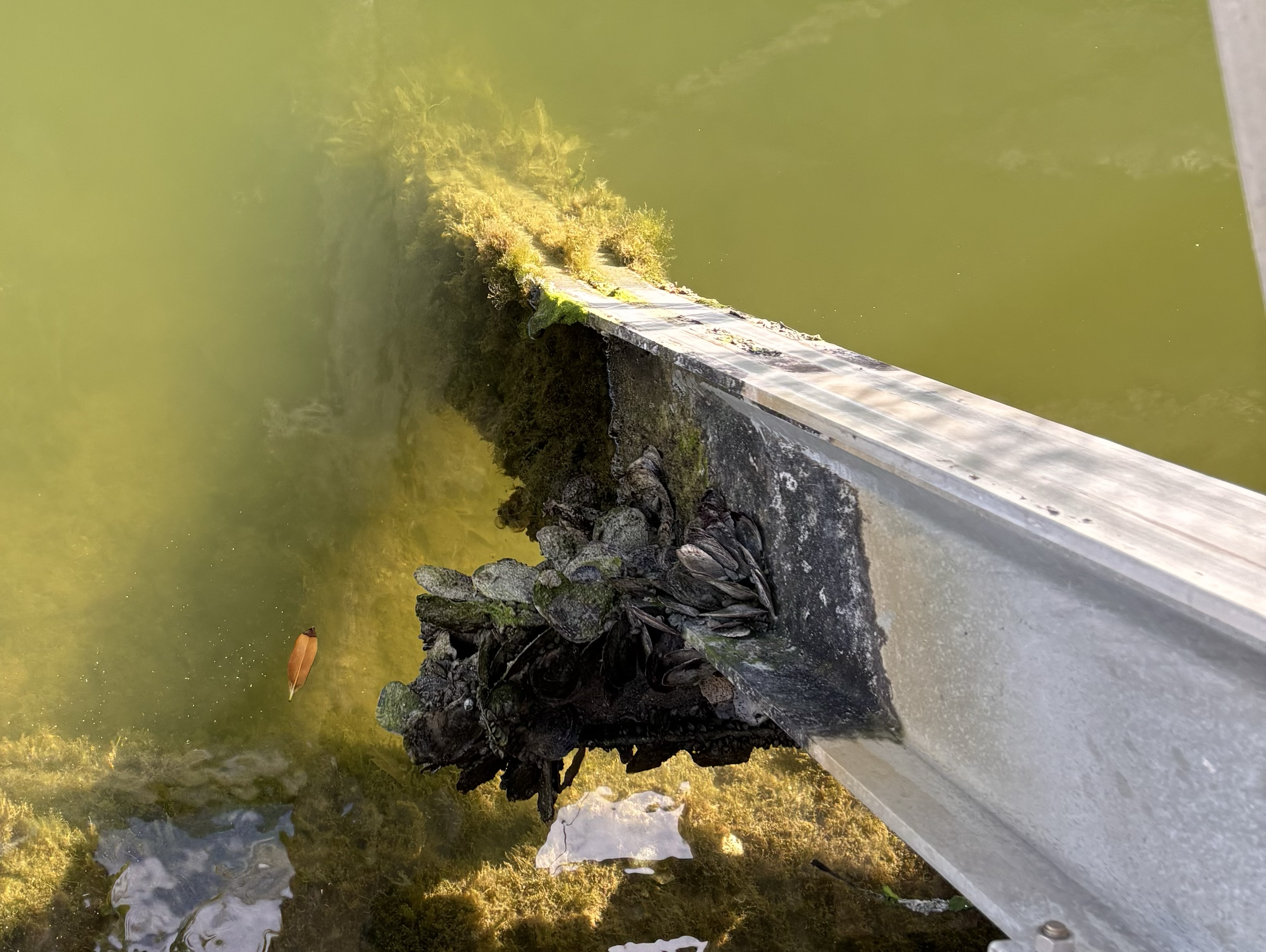 Heavy Barnacle and Algae Buildup