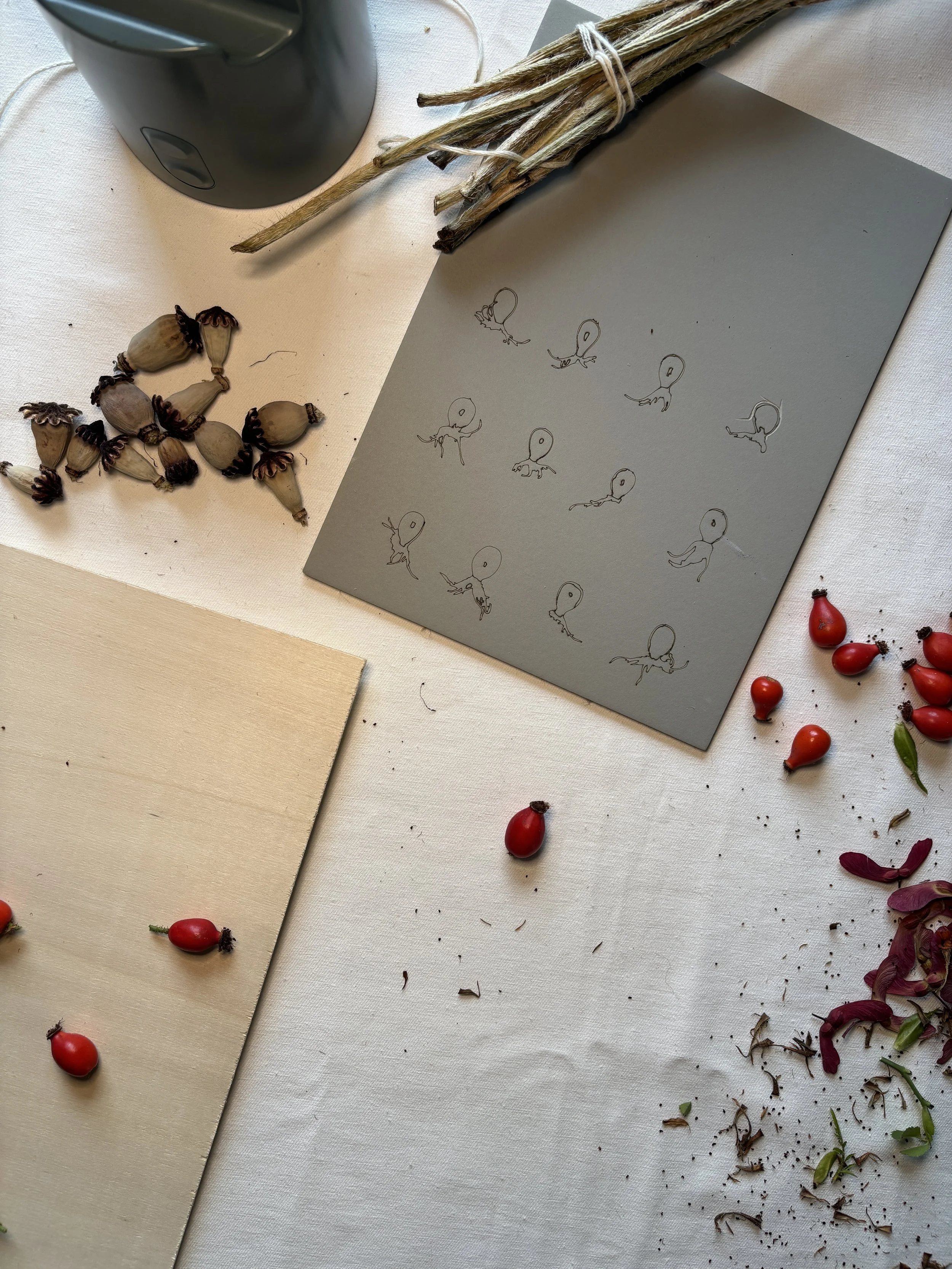 Eine Tabelle mit verschiedenen Kräutern, Samen und Pflanzen, darunter getrocknete Koriandersamen, eine Zwiebel, Rote Beeren, eine Pflanze aus getrockneten Stängeln, und eine Tabelle mit kleinen Karikaturen von Tintenfischen.