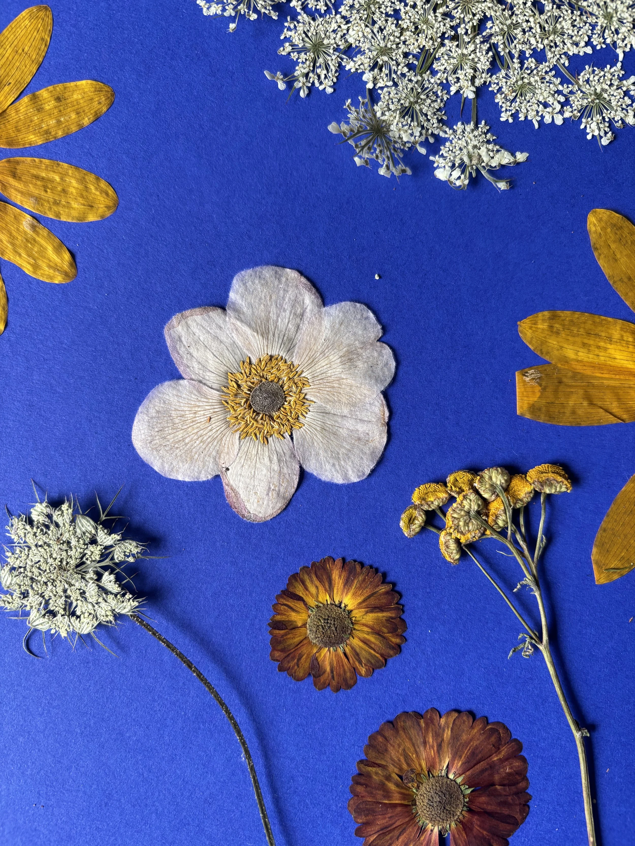 Verschiedene getrocknete Blumen und Pflanzen auf einem blauen Hintergrund.