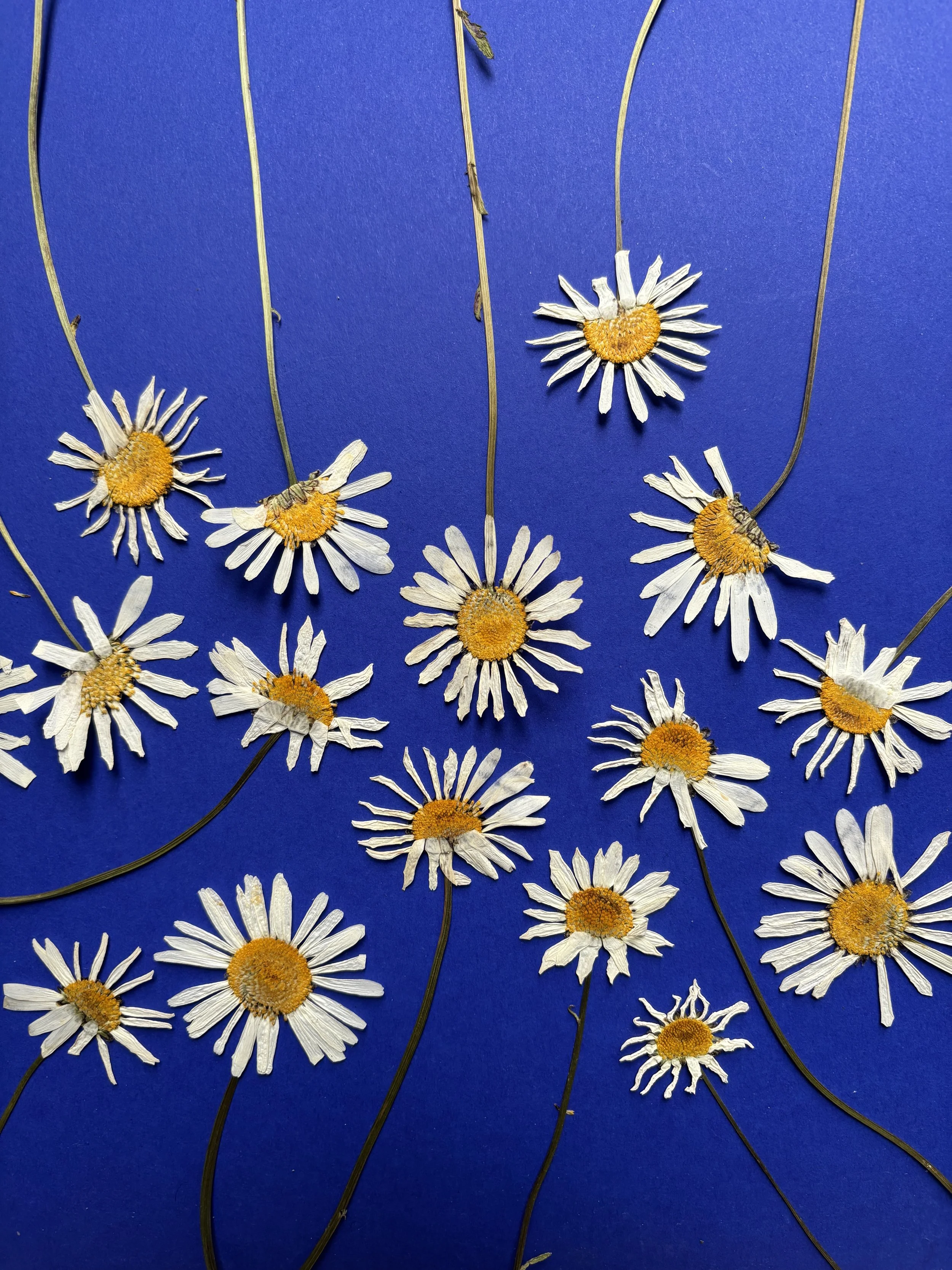 Trockene Mageritenblumen auf blauem Hintergrund.