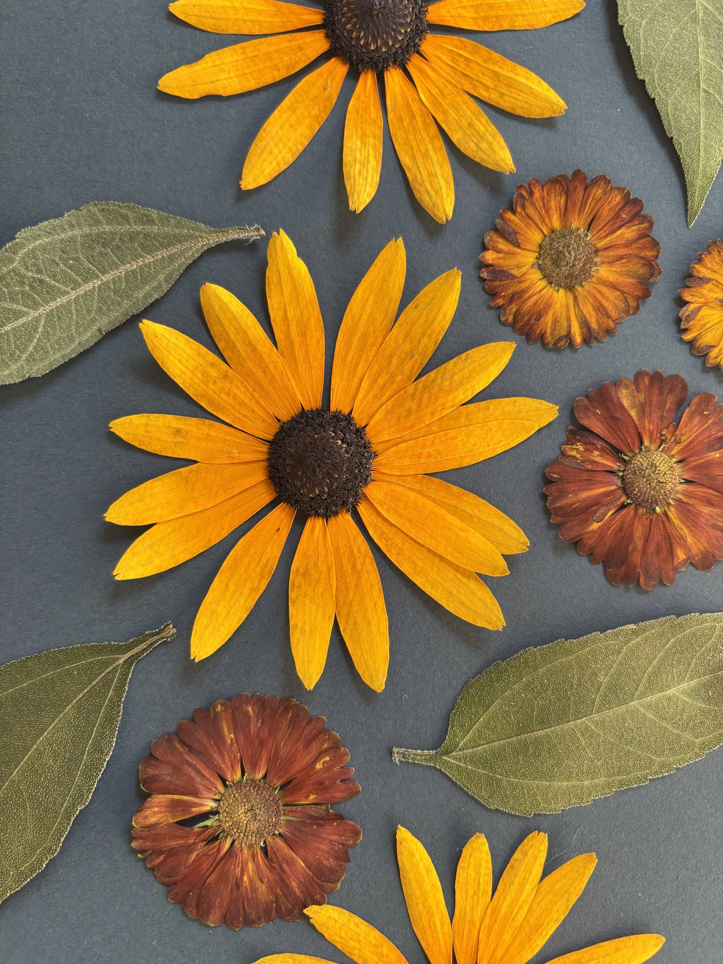 Bunte Herbstblumen und Blätter auf dunklem Hintergrund.