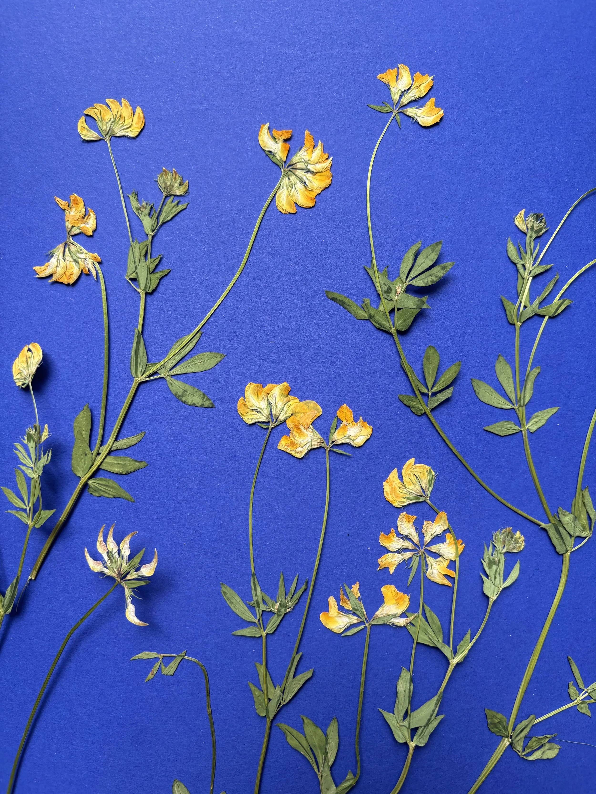 Gelbe und grüne getrocknete Blumen auf blauem Hintergrund.