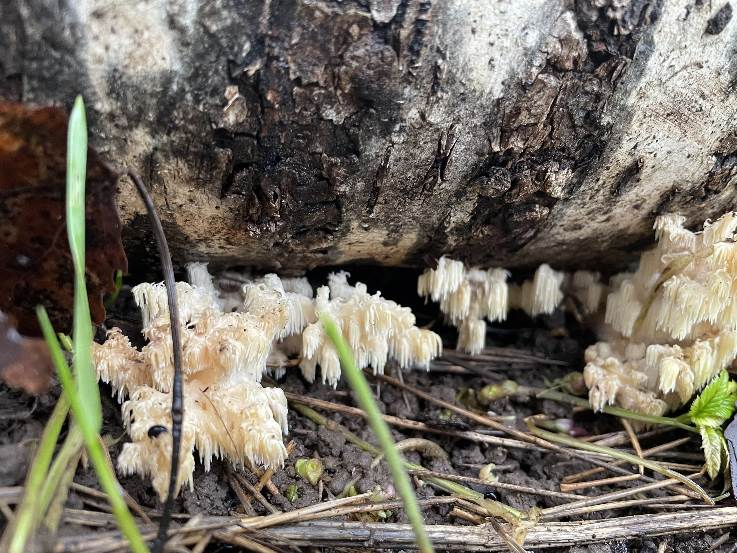 Hericium coralloides