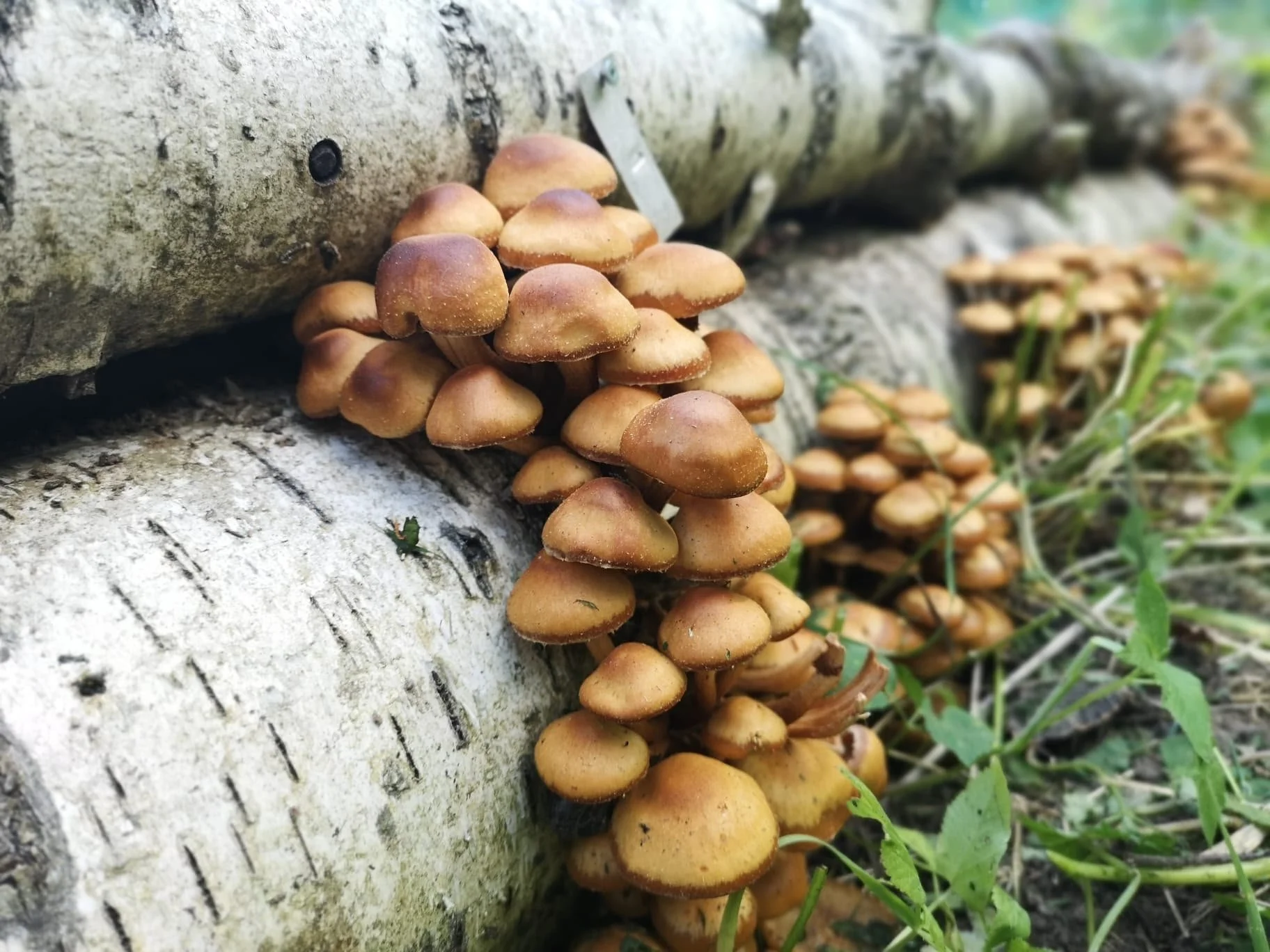 Kuehnoromyces mutabilis