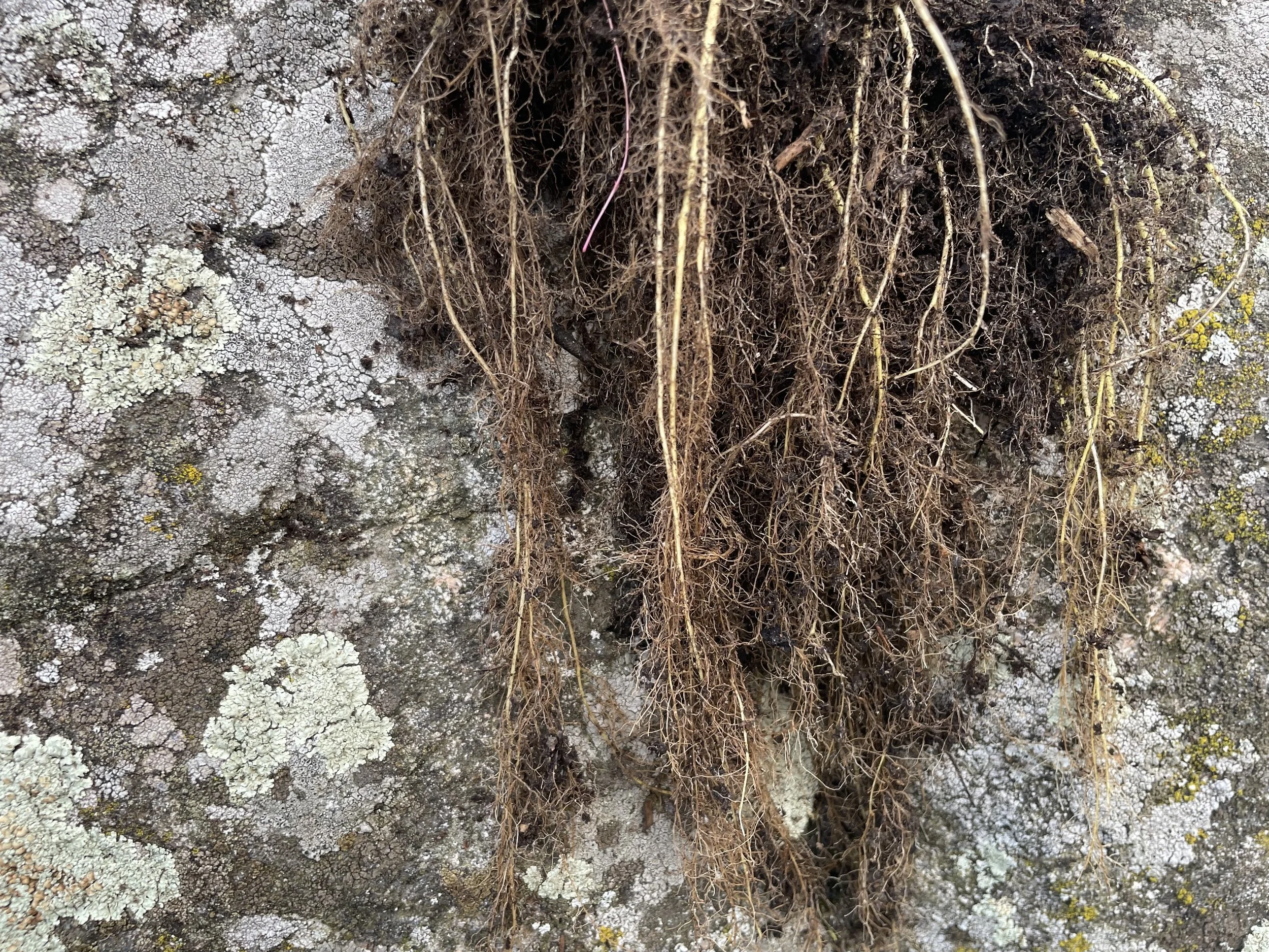 Mycorrhiza