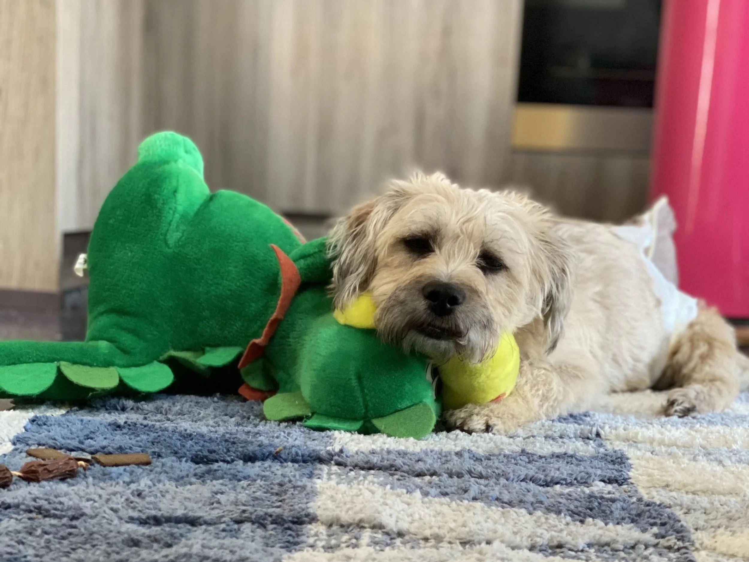 Wie aus vier besonderen Hunden ein ganz besonderer Hundesalon entstand