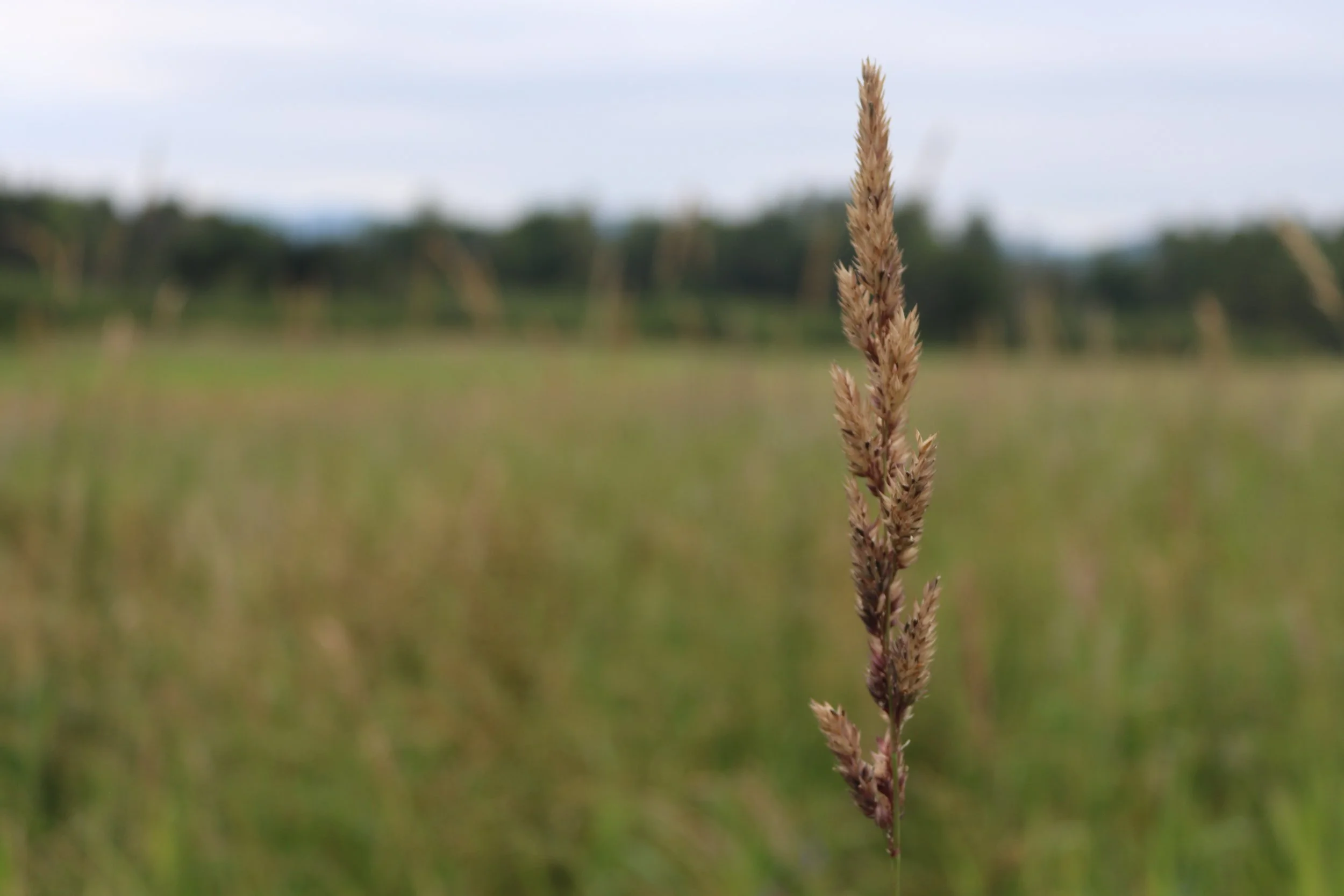 A close-up of a single tall grass stalk with a cloudy sky and blurred green landscape in the background.