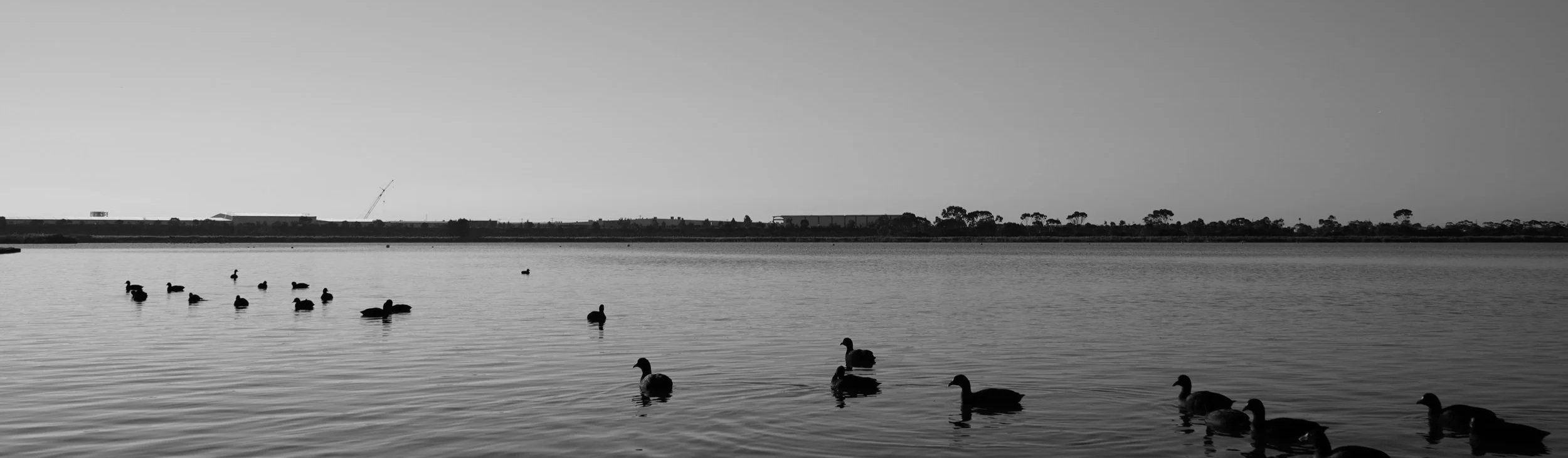 黒と白の水辺の風景。遠くに数羽の水鳥が浮かび、水面にはさざなみがある。背景には木々と建物、そして空が広がっている。