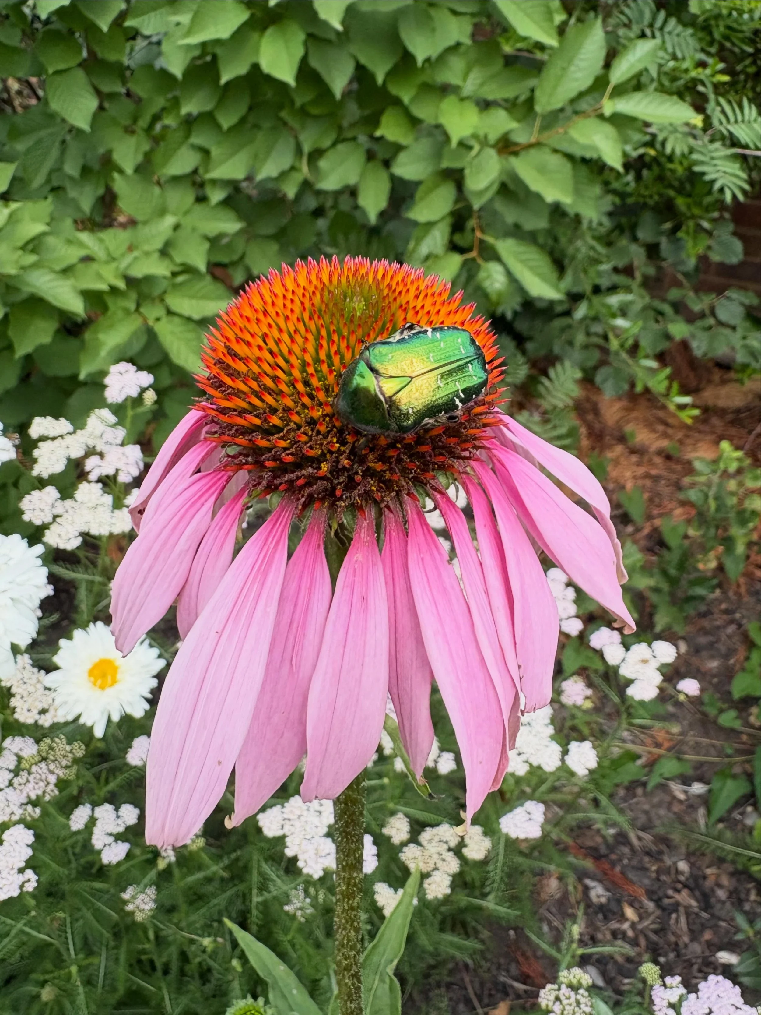 The Rose chafers had us mesmerised in our local park today 😍