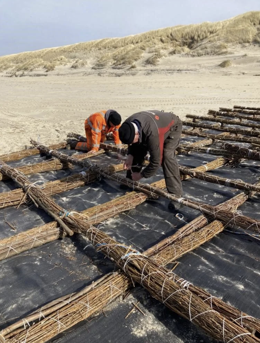 Twee mensen werken samen aan het leggen van een zeewierkweekbed op het strand, met duinen op de achtergrond.