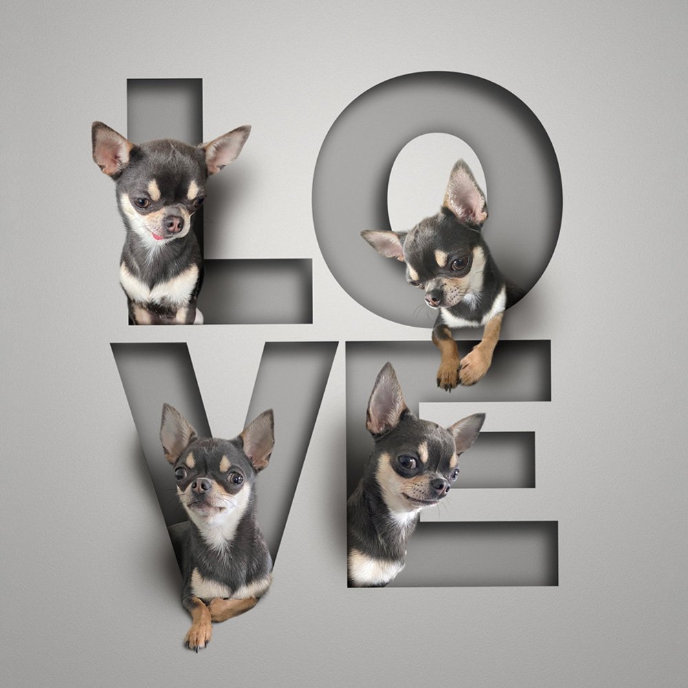 4 pet / people designs