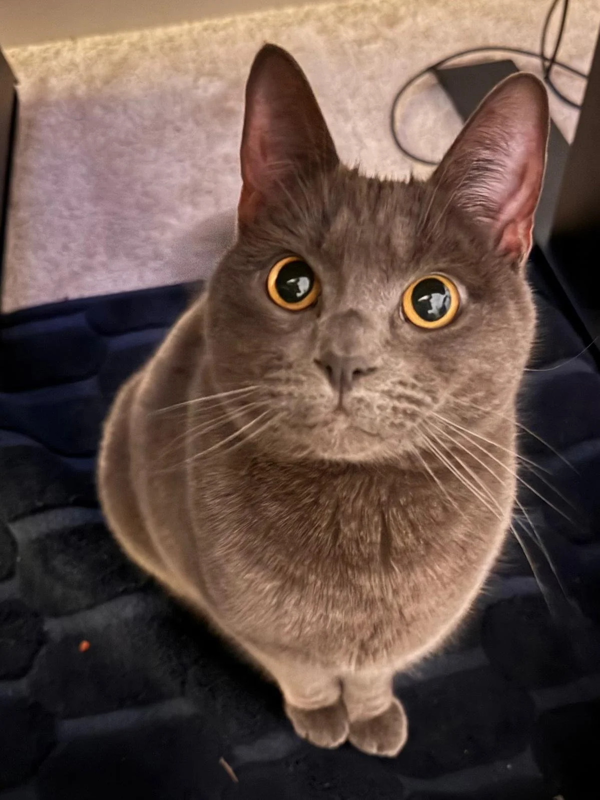 A gray domestic cat with yellow eyes looking up at the camera.