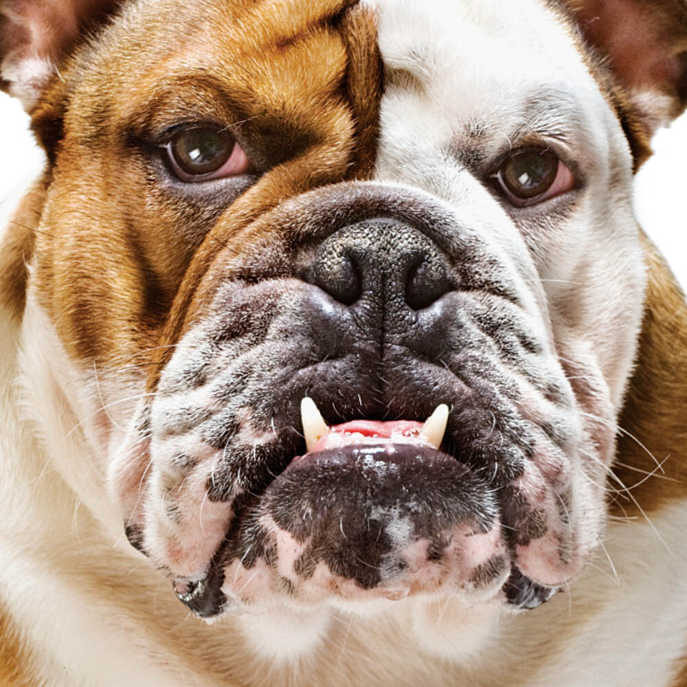 Oakwood Pet Care
