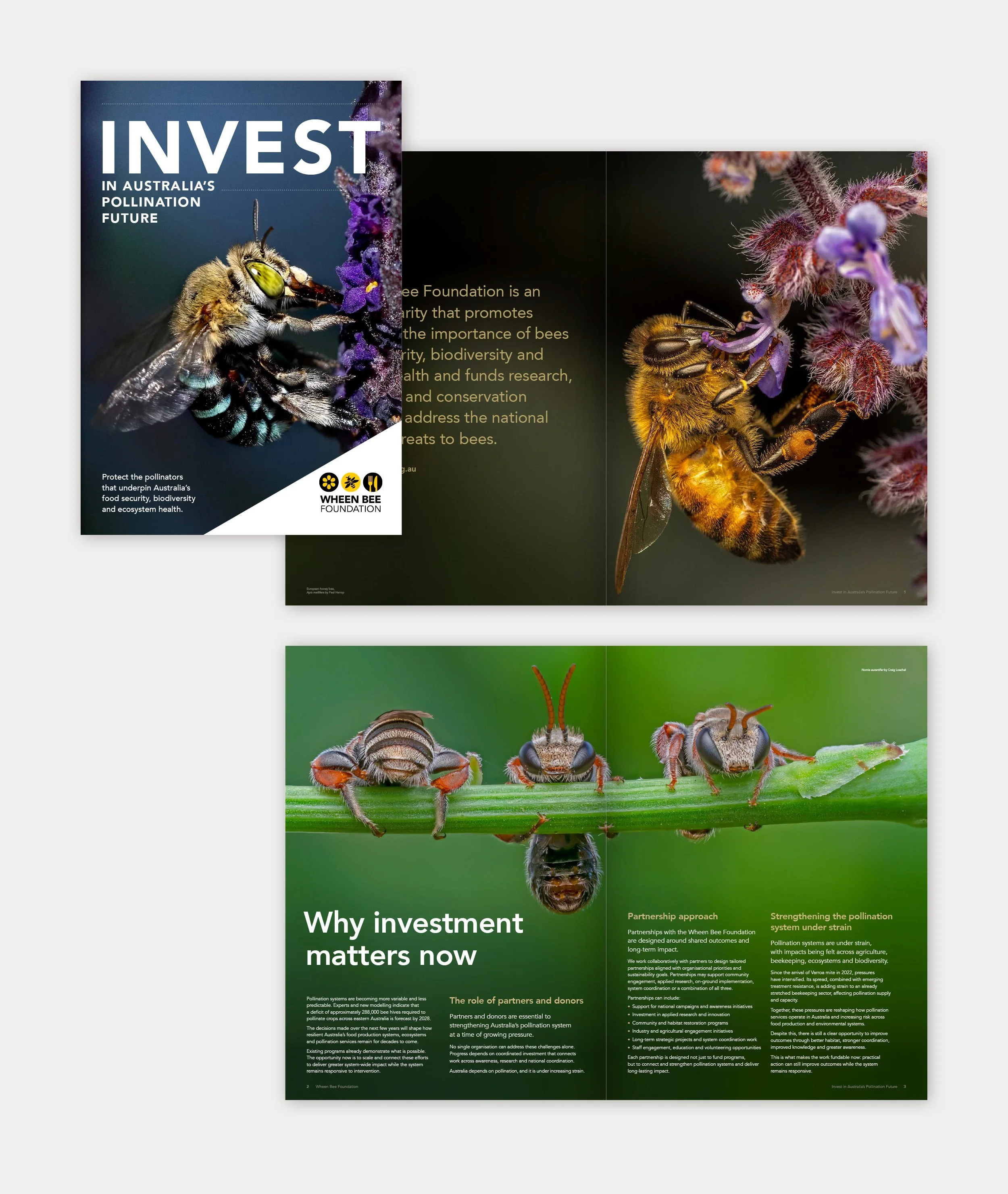 WheenBeeFoundation-4.jpg