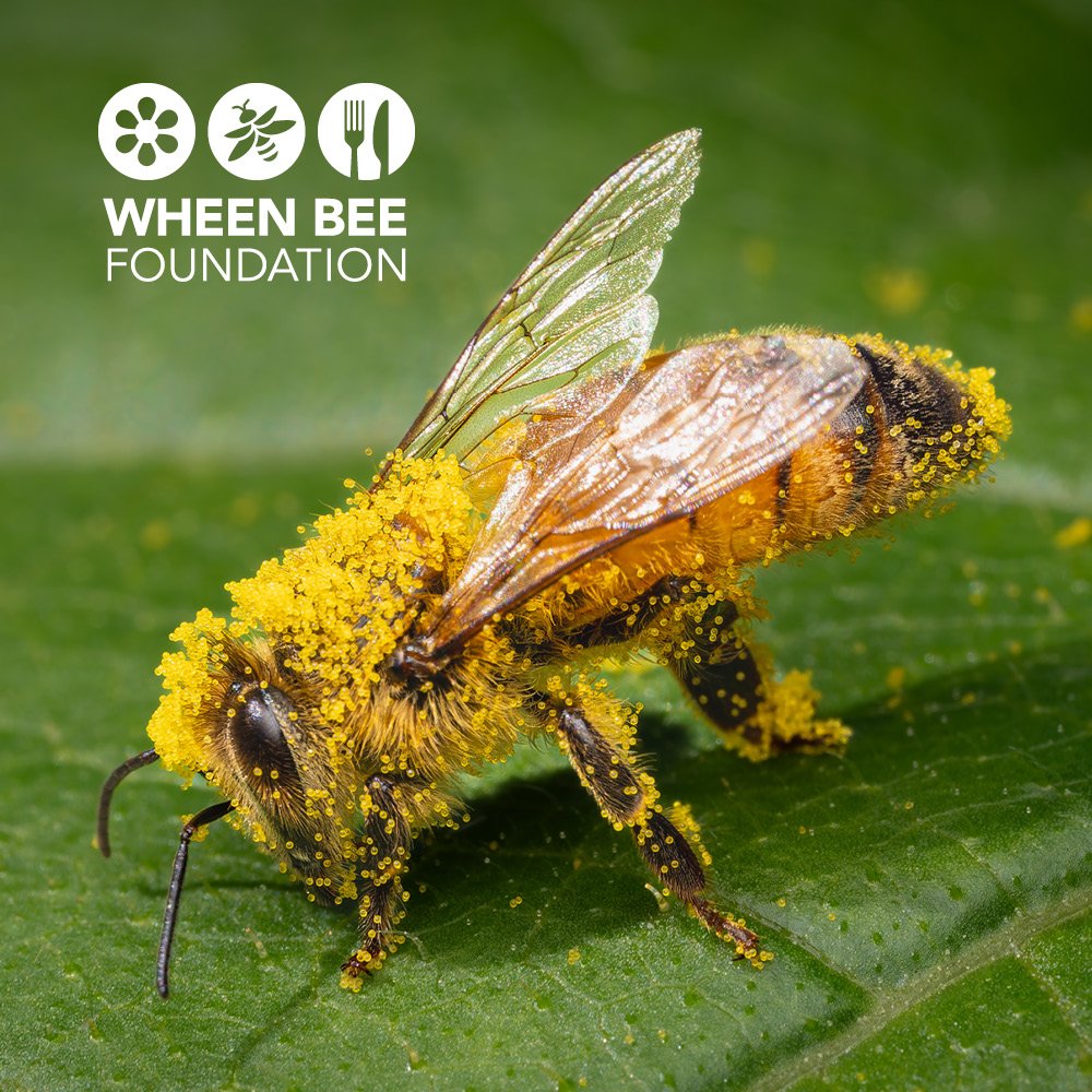 Wheen Bee Foundation