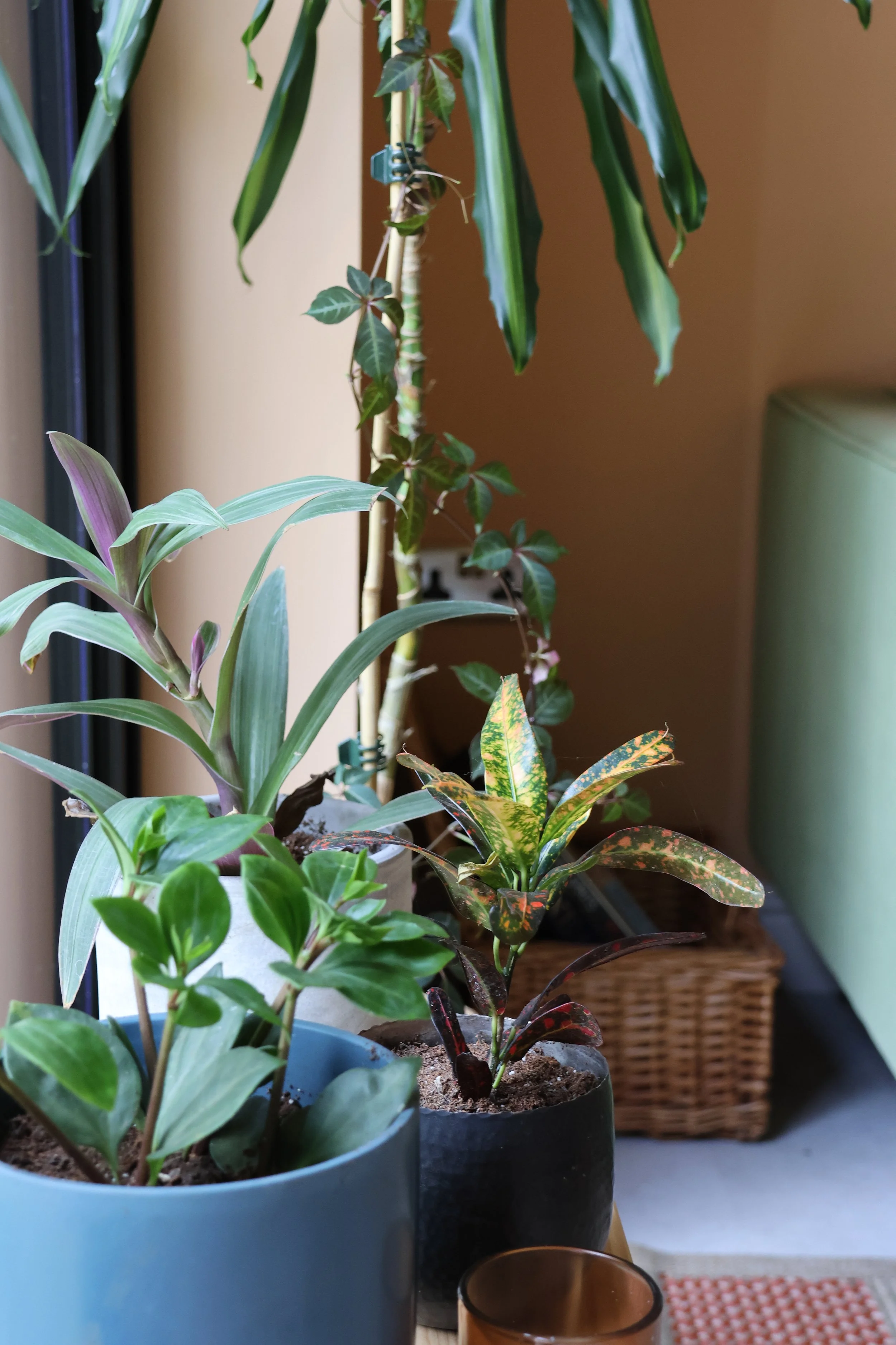 House plants in the therapy room, Cedarwood Therapy