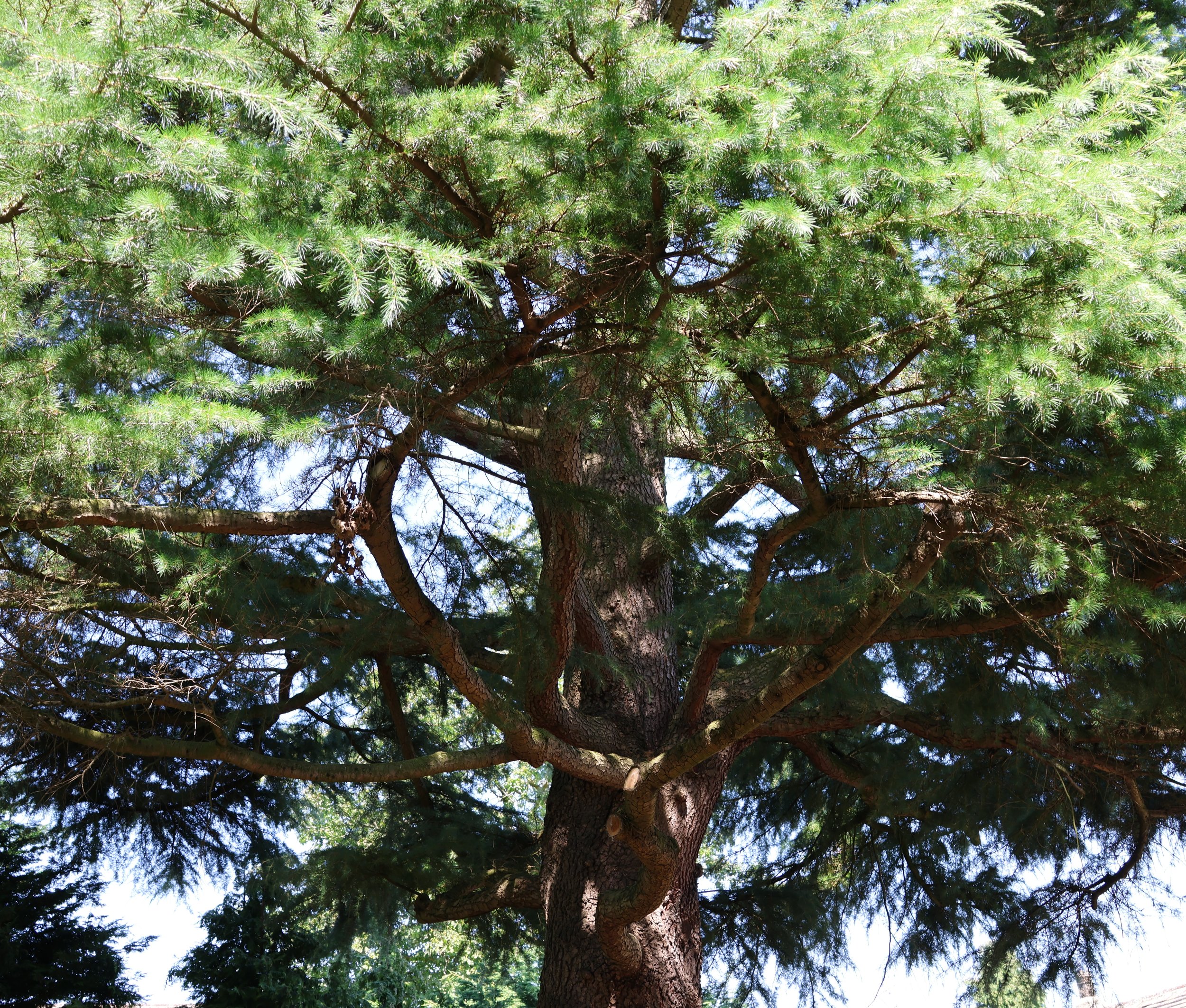 Mature cedar tree in the garden at Cedarwood Therapy, Adel, north Leeds