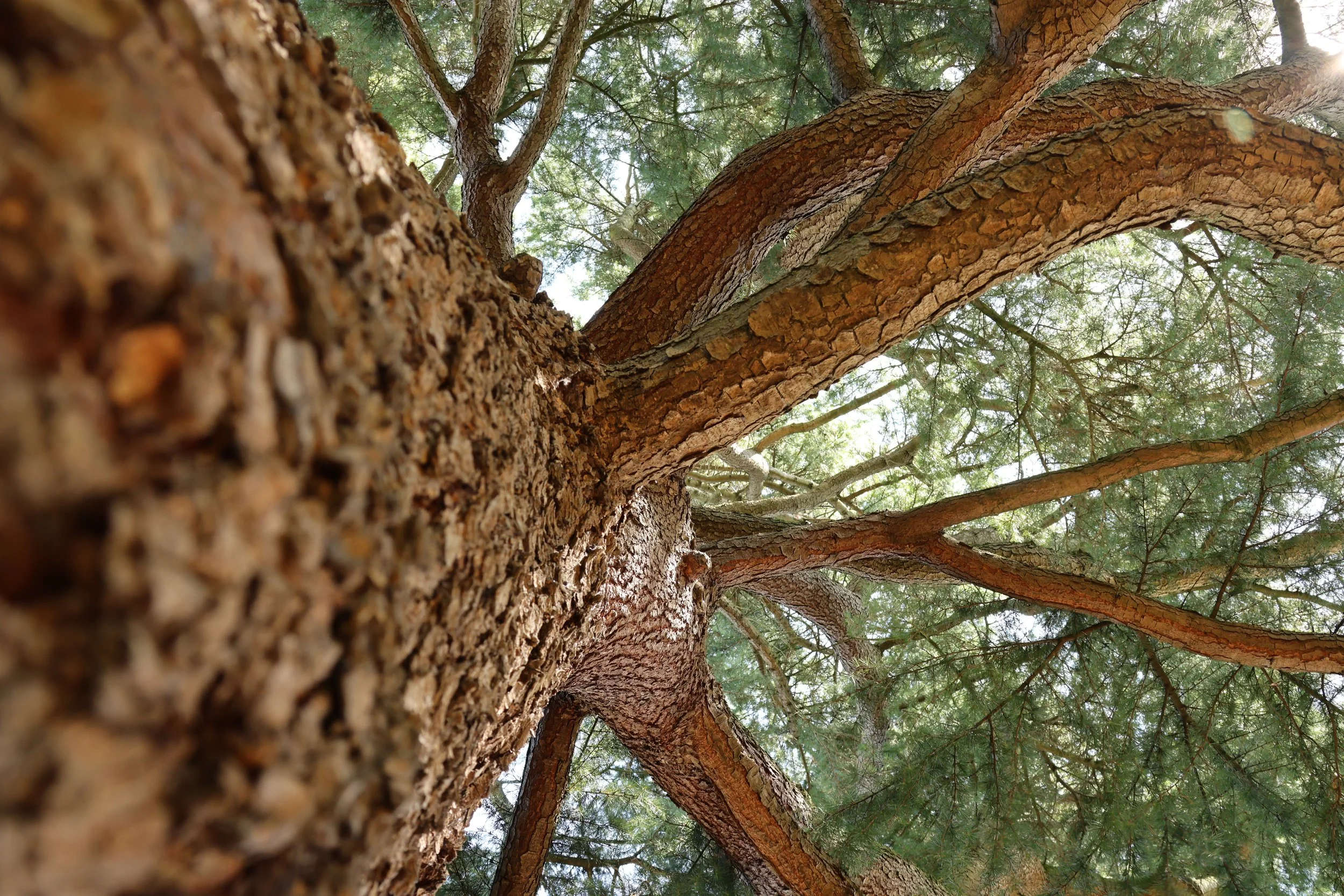 Close-up of tree bark texture, Cedarwood Therapy, Leeds