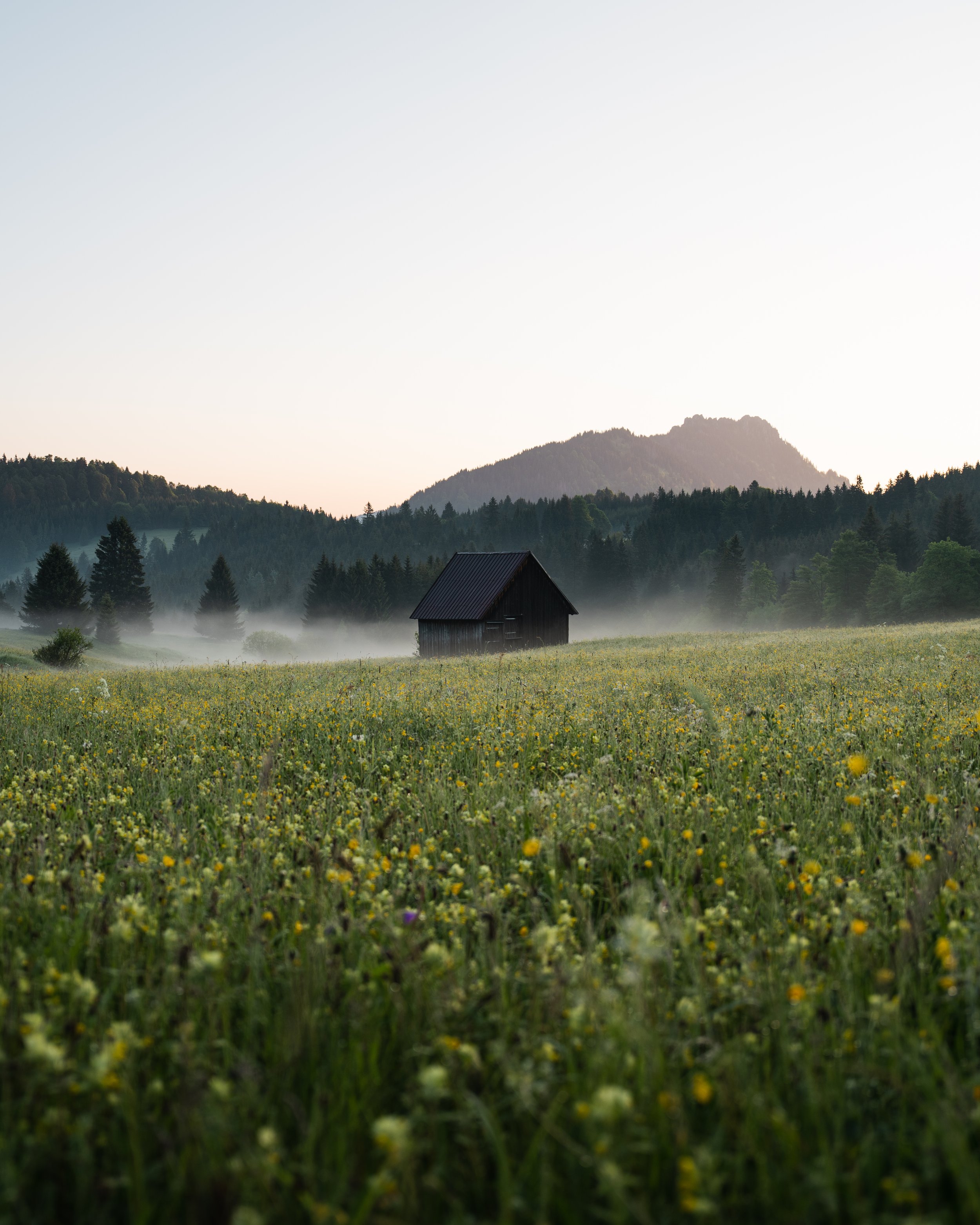 Berglandschaft mit Wald, einer Wiese mit gelben Blumen, einem kleinen Haus und Bergen im Hintergrund bei Sonnenaufgang oder Sonnenuntergang.