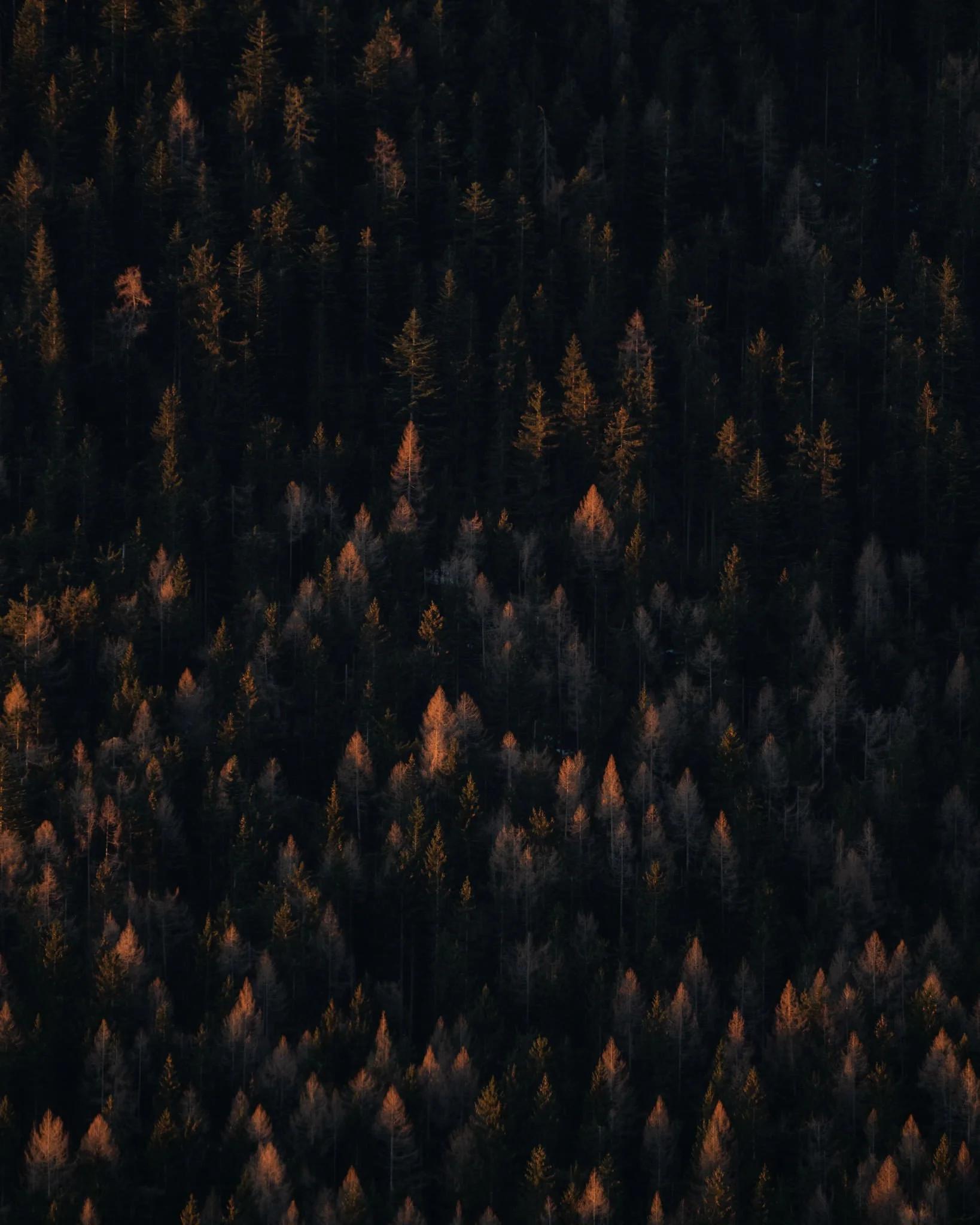 Luftaufnahme eines dichten, bewaldeten Waldgebiets bei Sonnenuntergang, mit unterschiedlichen Baumarten und -größen, überwiegend dunkle Töne mit einigen helleren, goldenen Akzenten auf den Blättern und Nadeln.