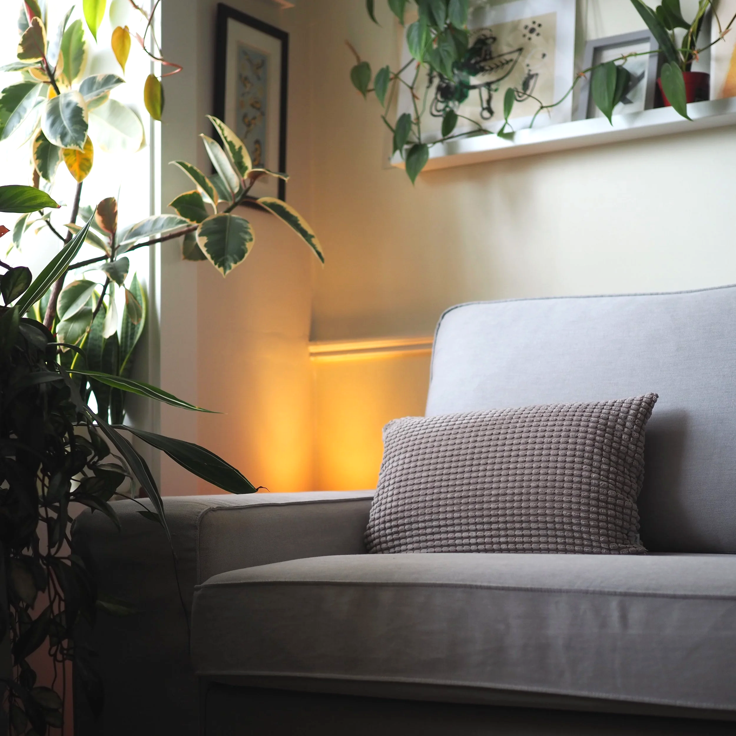 Joe Cleary Psychotherapy couch.