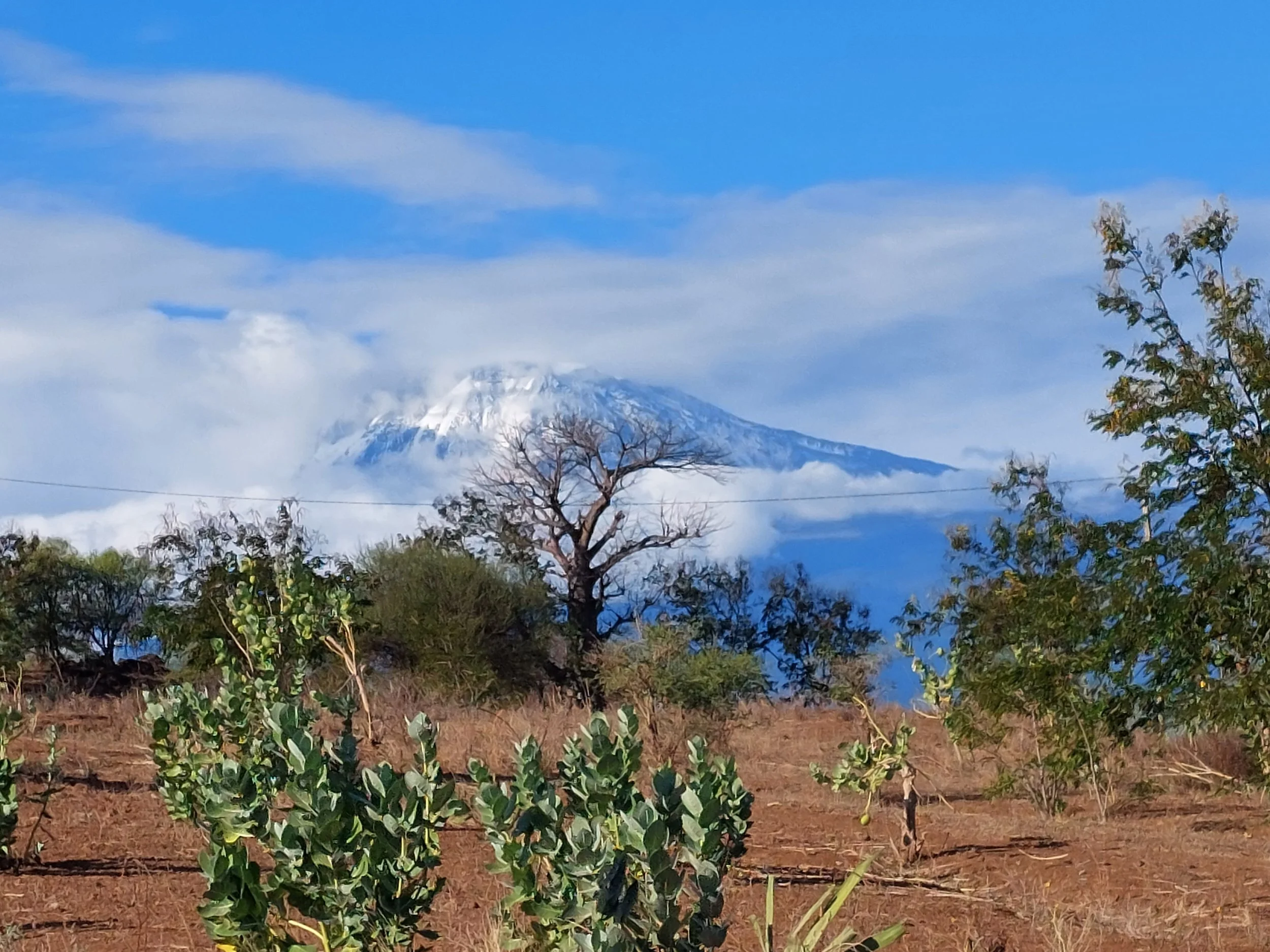 Snow-capped Kilimanjaro with clouds in the sky, trees and plants in the foreground.