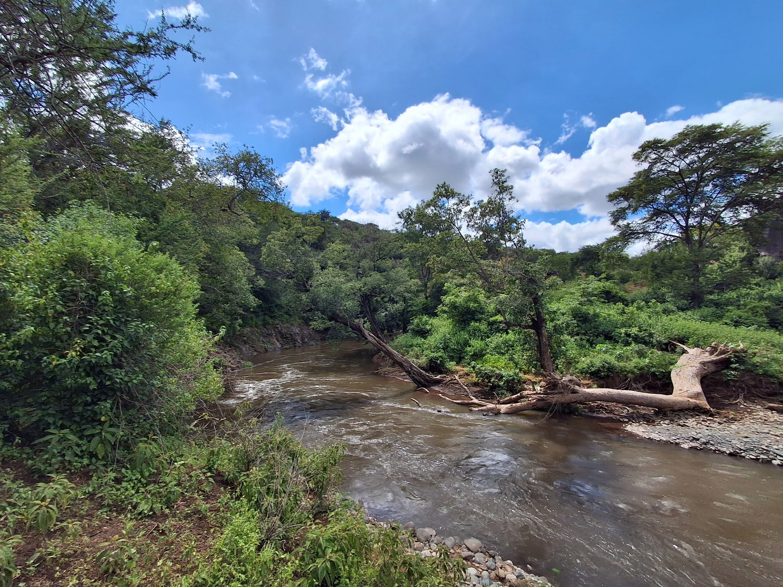 A flowing Kikafu river, close to Moshi,  surrounded by lush green trees with a partly cloudy sky overhead.