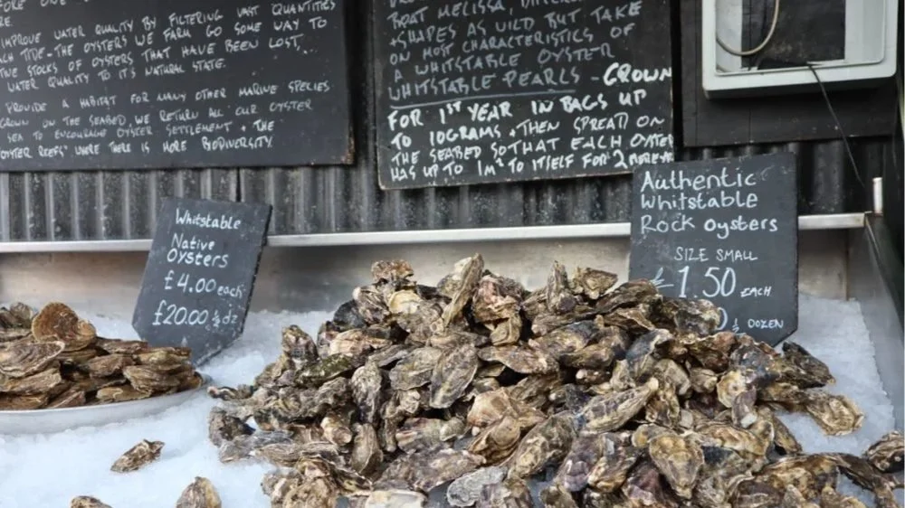 Display of fresh rock oysters for sale at a market, with handwritten signs showing prices and description, and a blackboard with information about oysters.